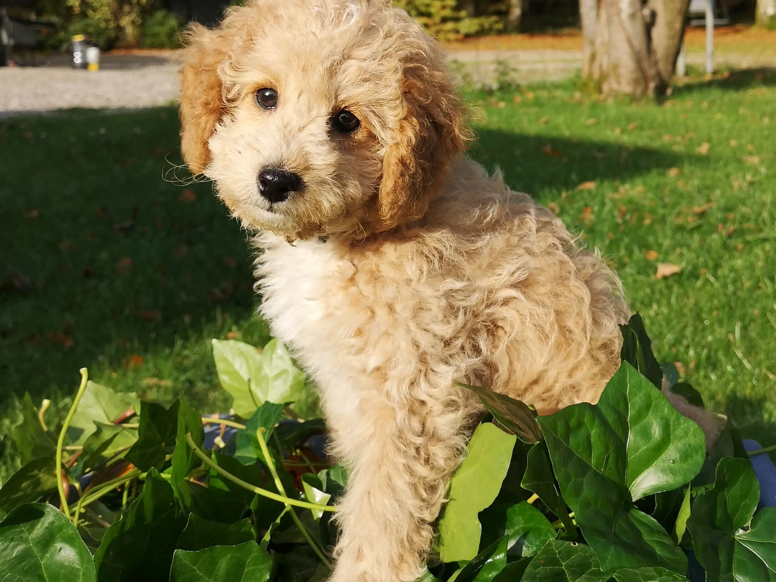 Cavapoo hvalp