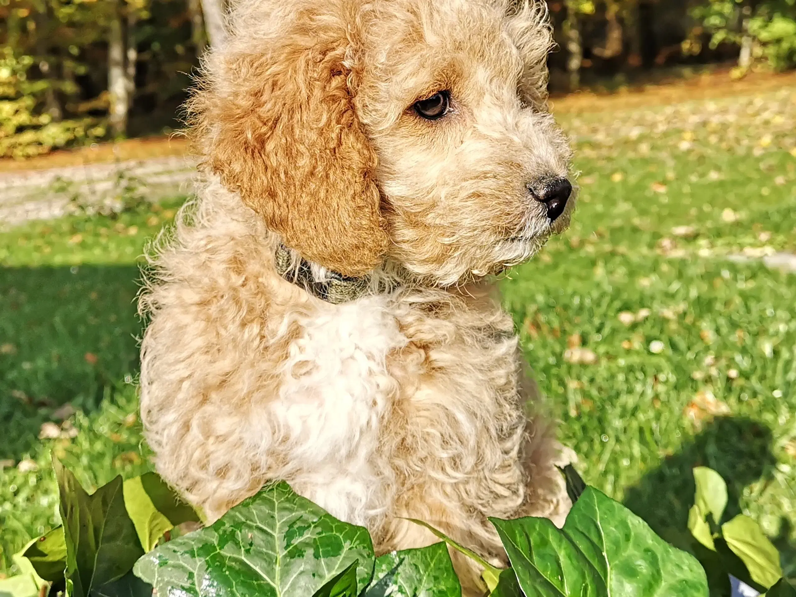 Cavapoo hvalp