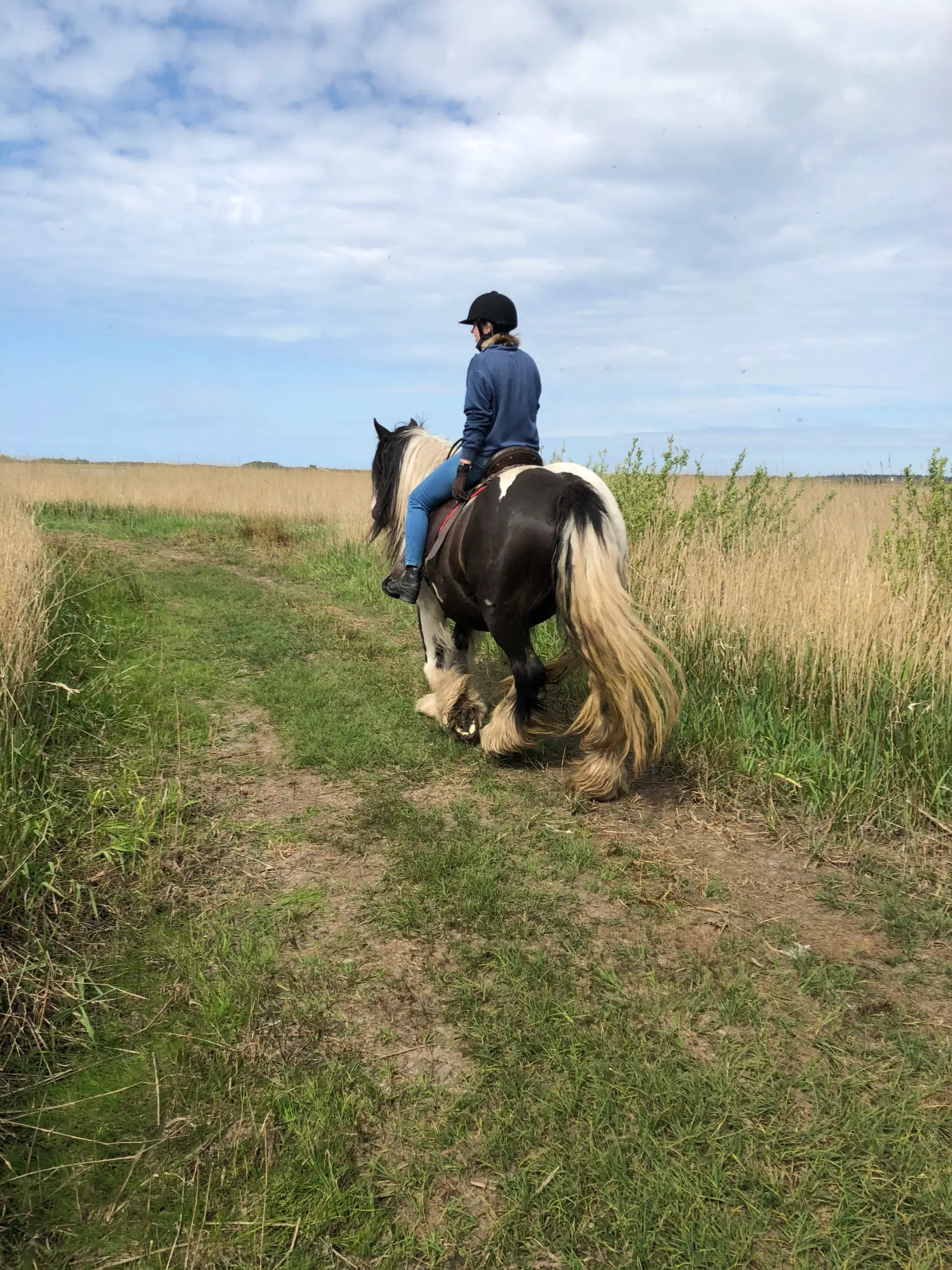 Irish cob hoppe