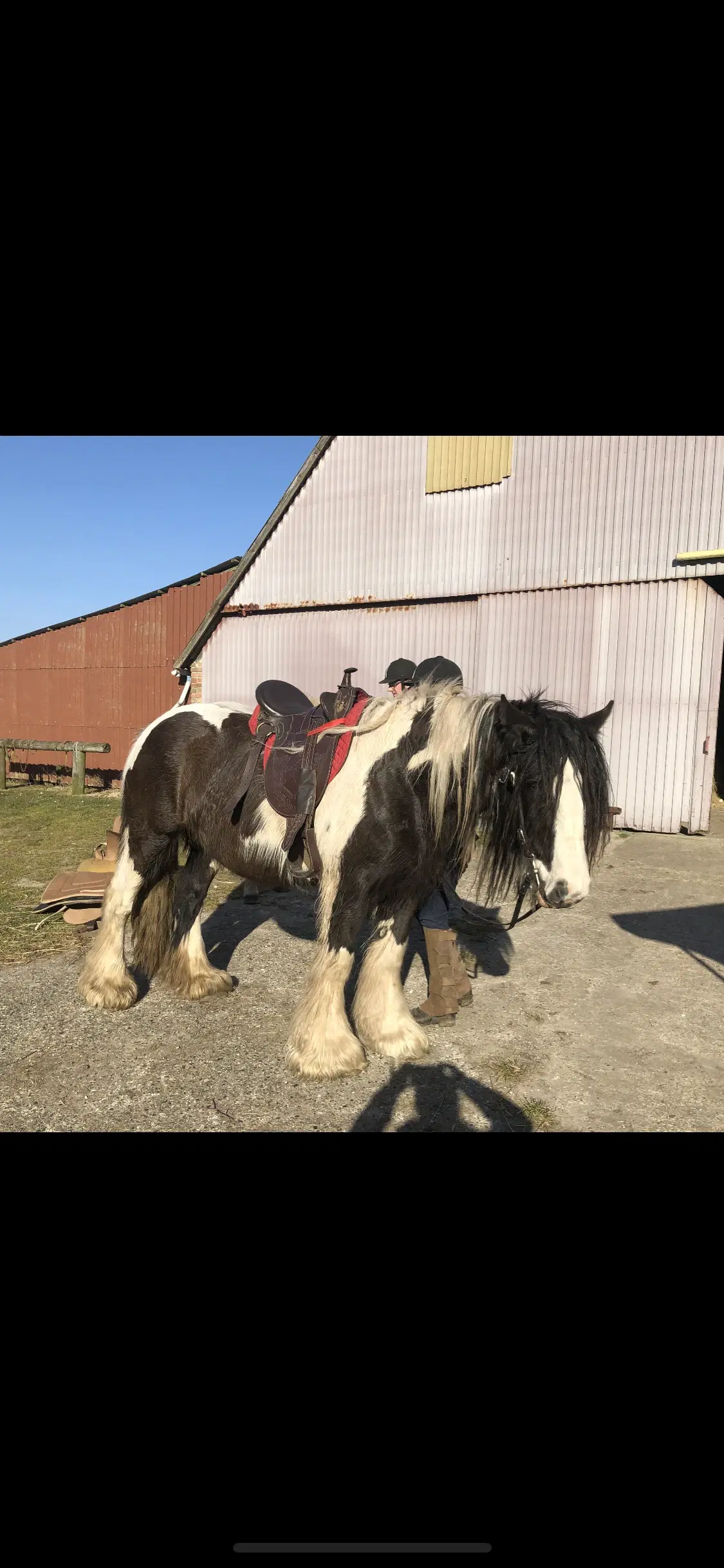 Irish cob hoppe