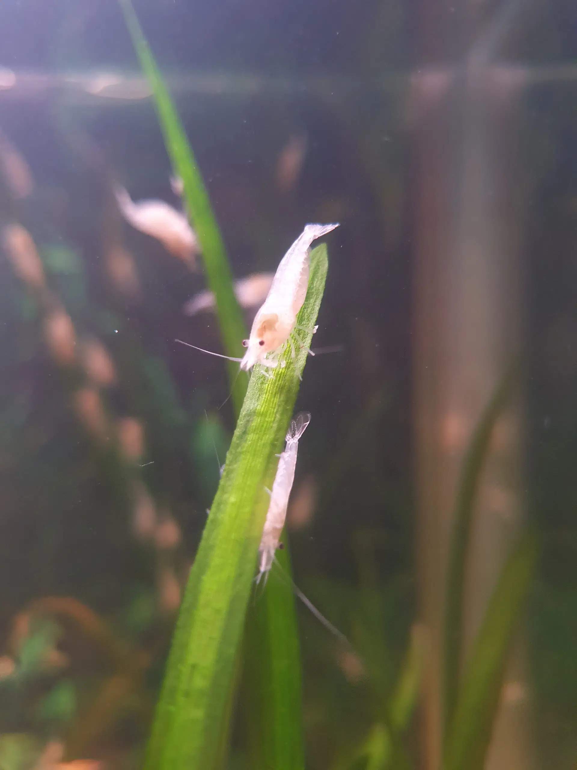 Neocaridina White Pearl/hvide rejer