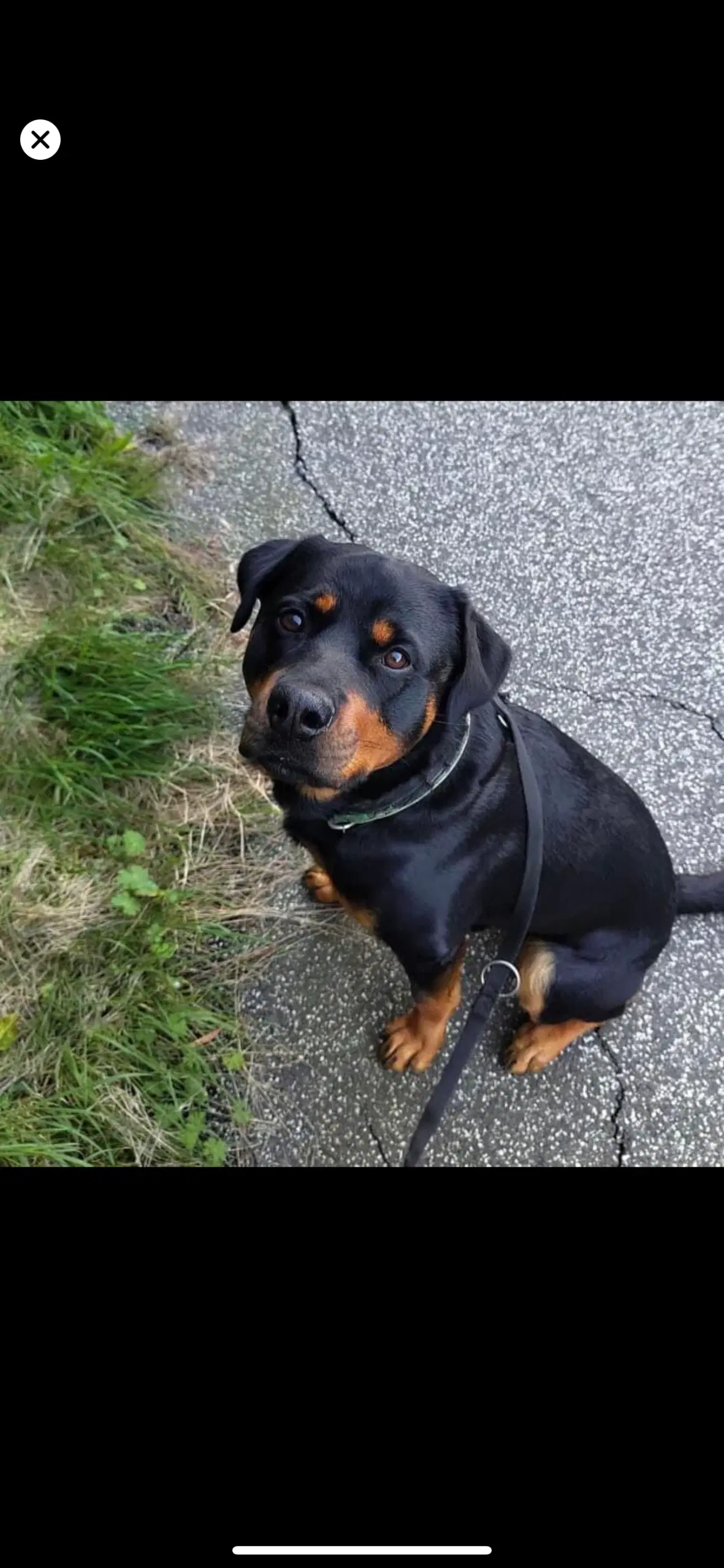 Rottweiler hvalpe søger kommende hjem