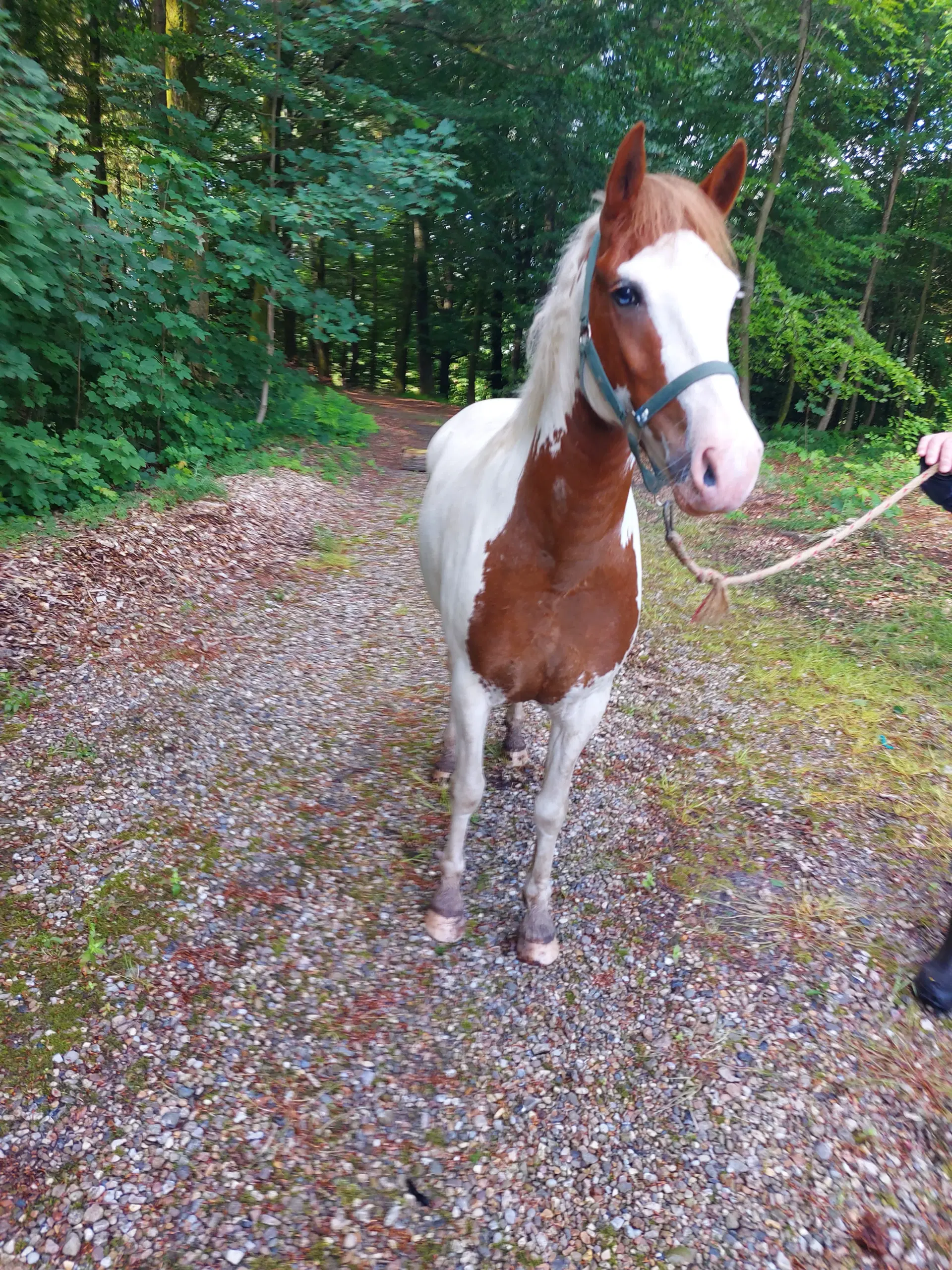 Pinto vallak 5 år