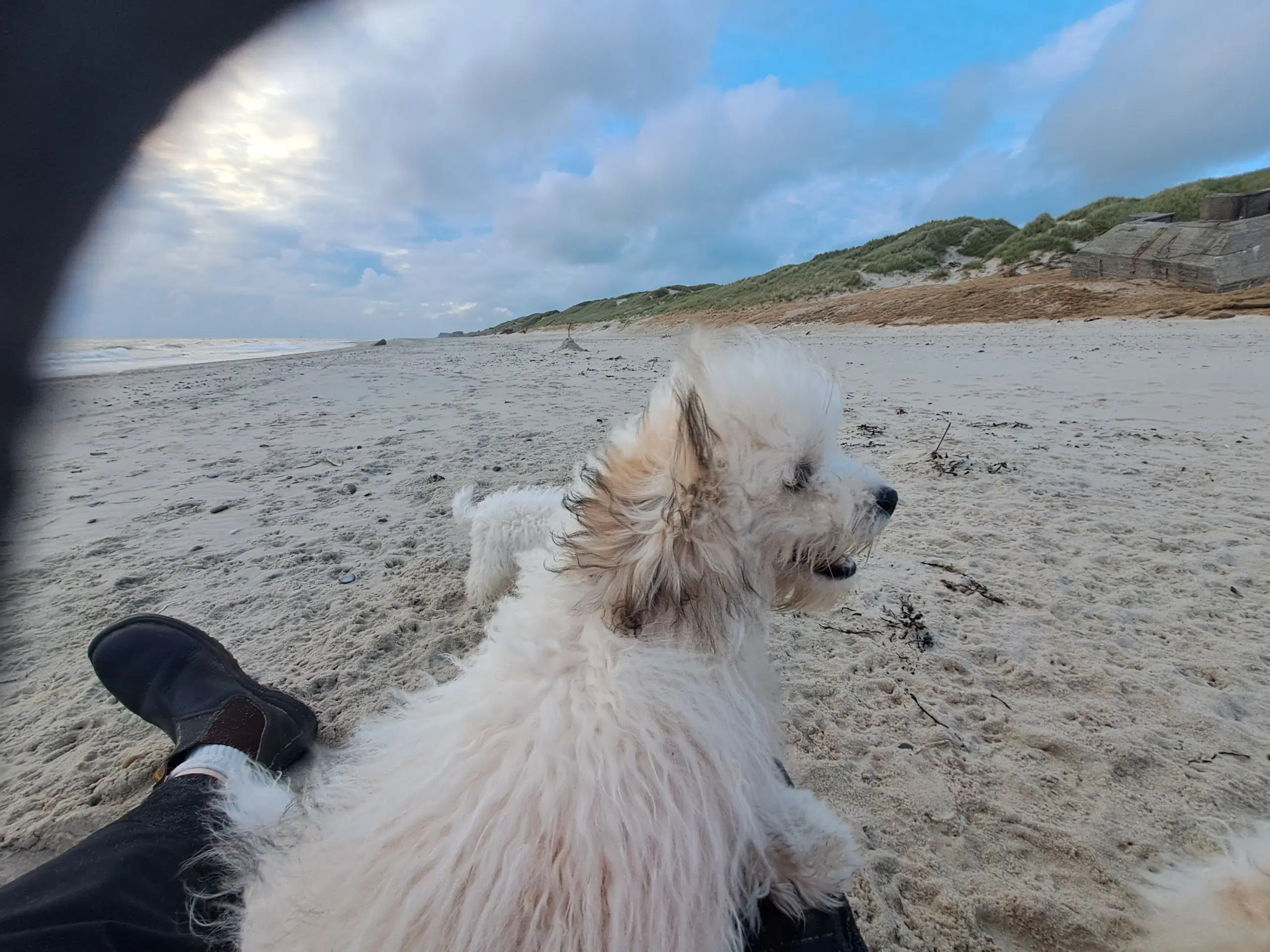 Livsglade coton de tulear hvalpe søger nye hjem