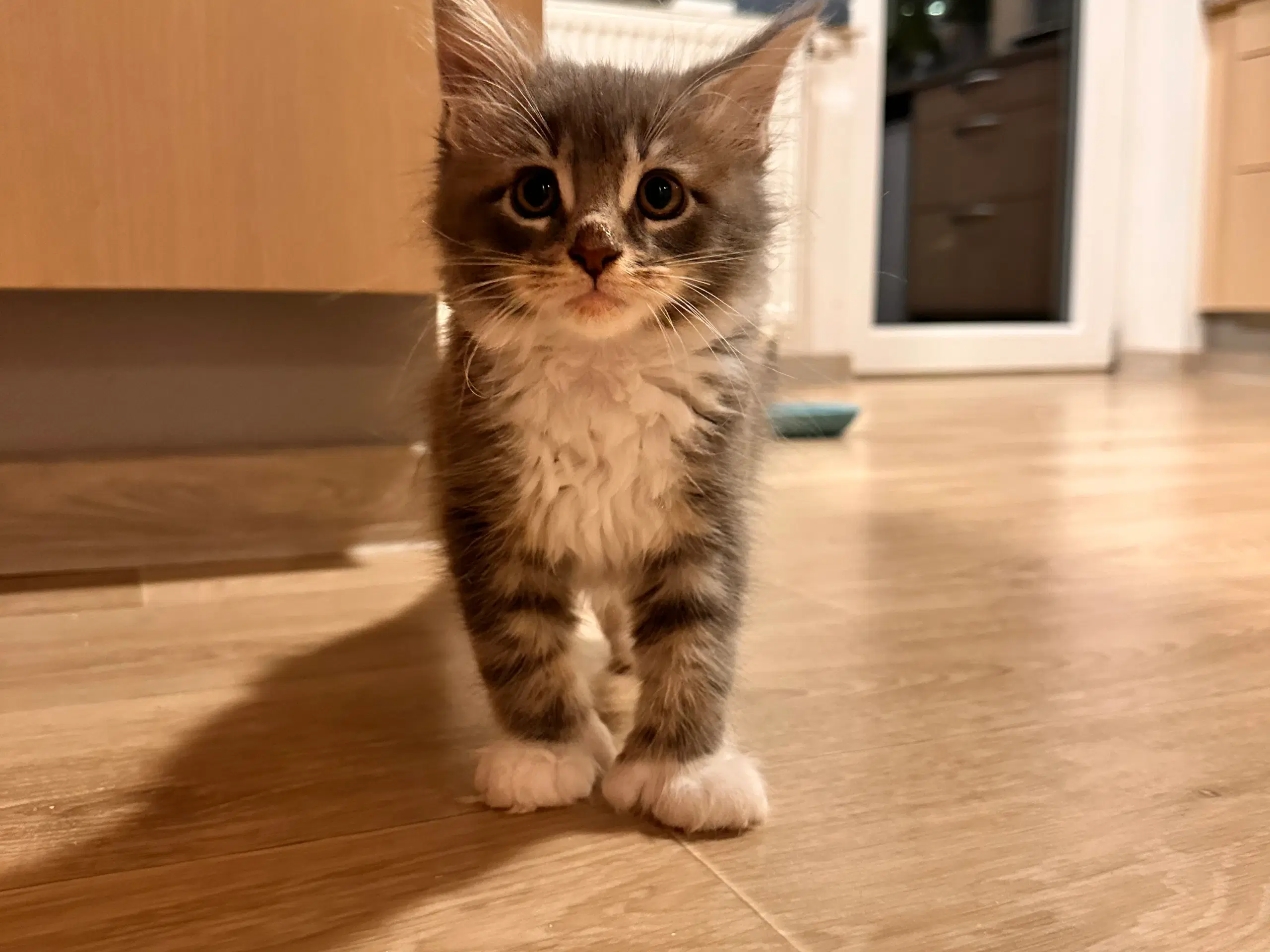 Blandet Norsk skovkat/ maincoon