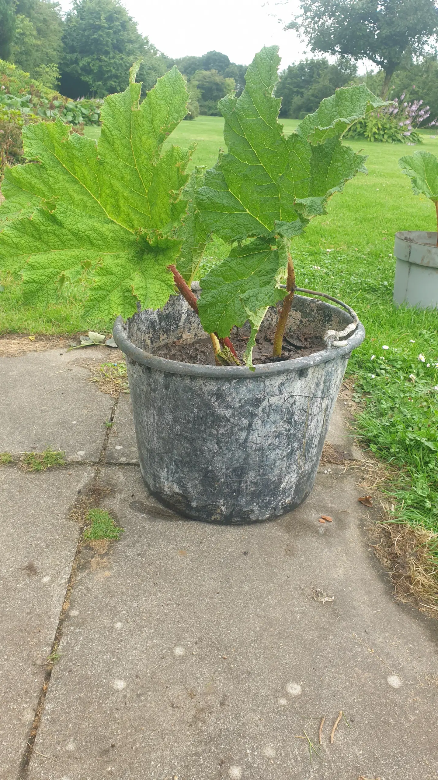 Mammut blad gunnera manicata