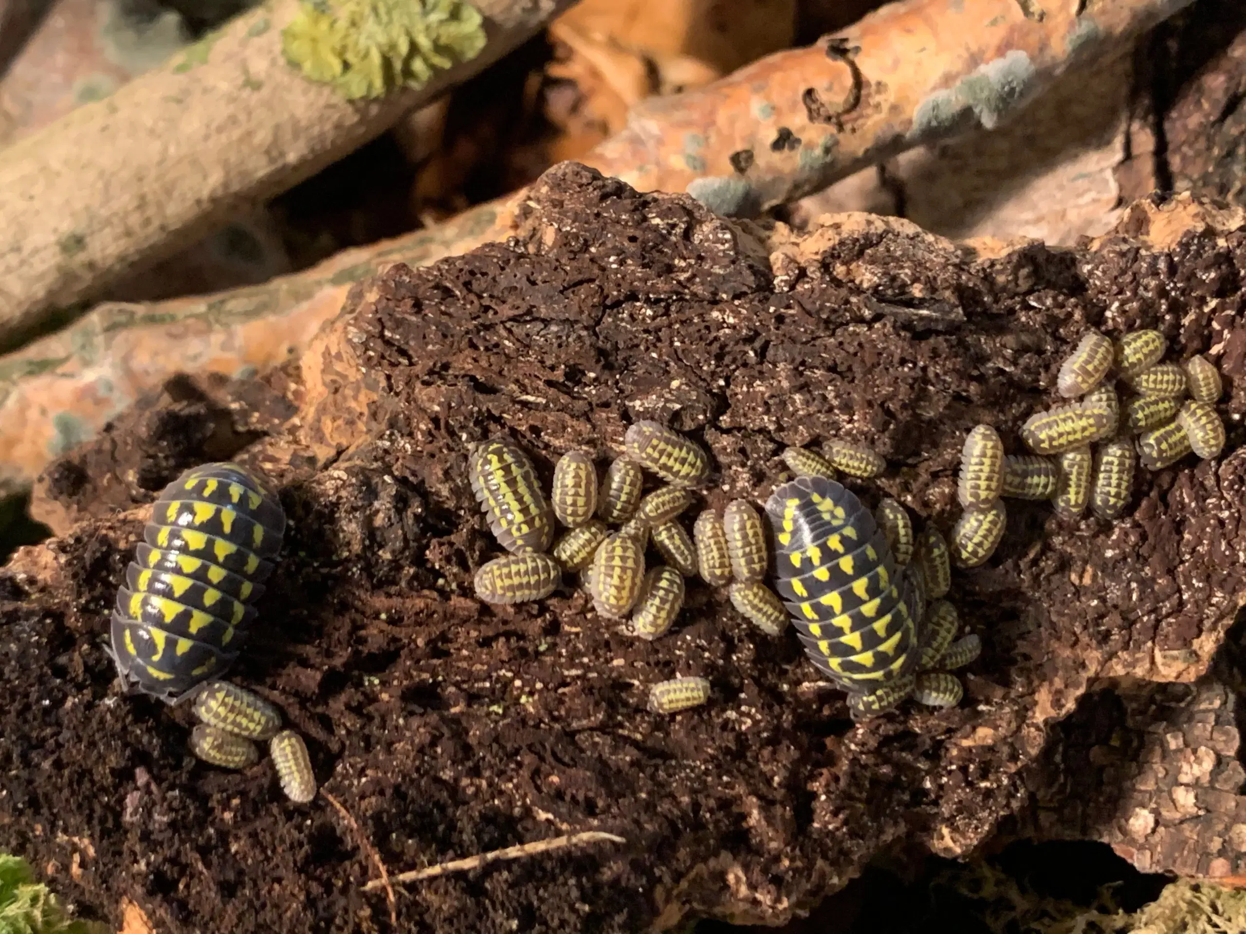 Armadillidium Gestroi sælges