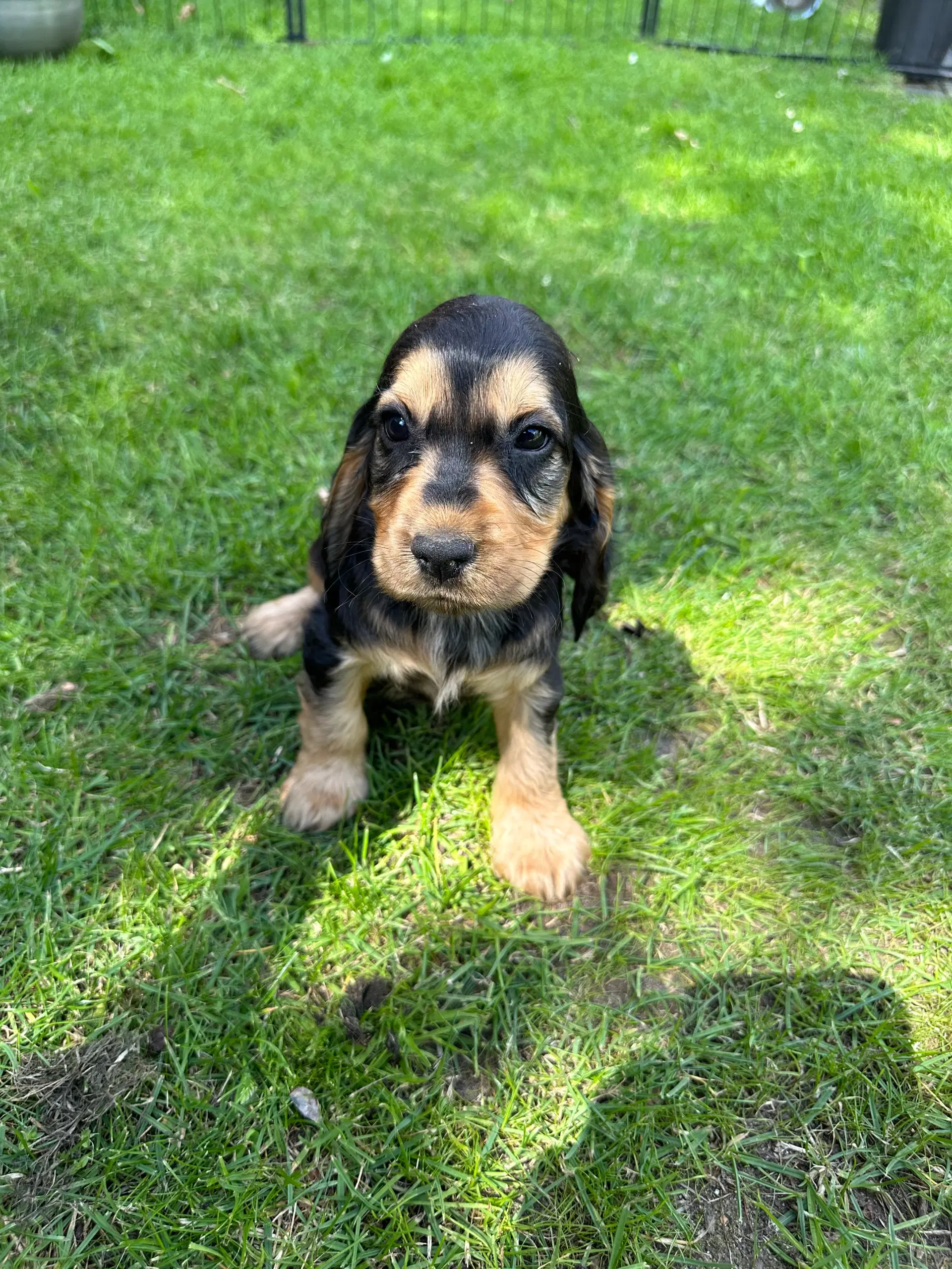 Cocker spaniel