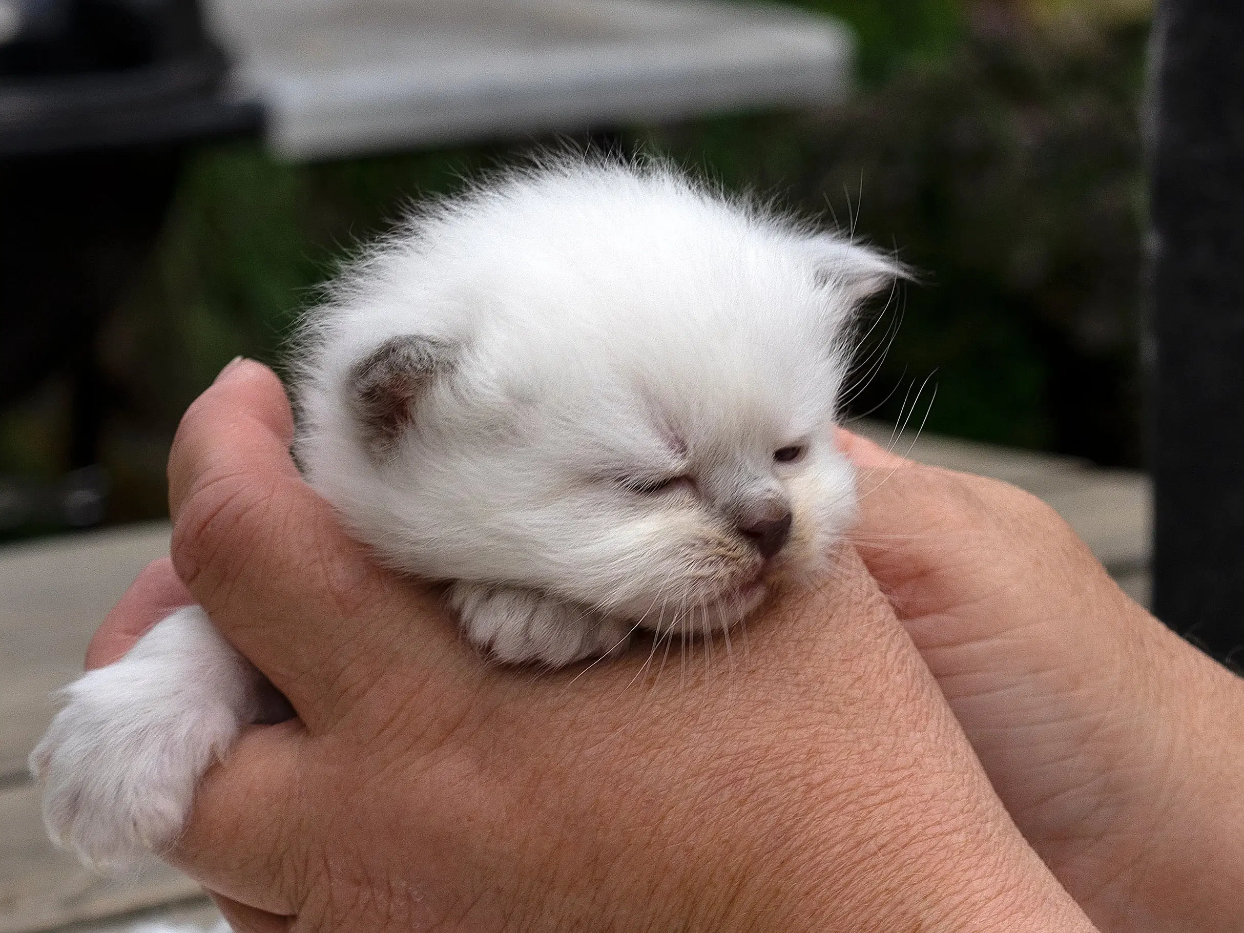 Sjældne cinnamon ragdolls