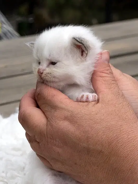 Sjældne cinnamon ragdolls