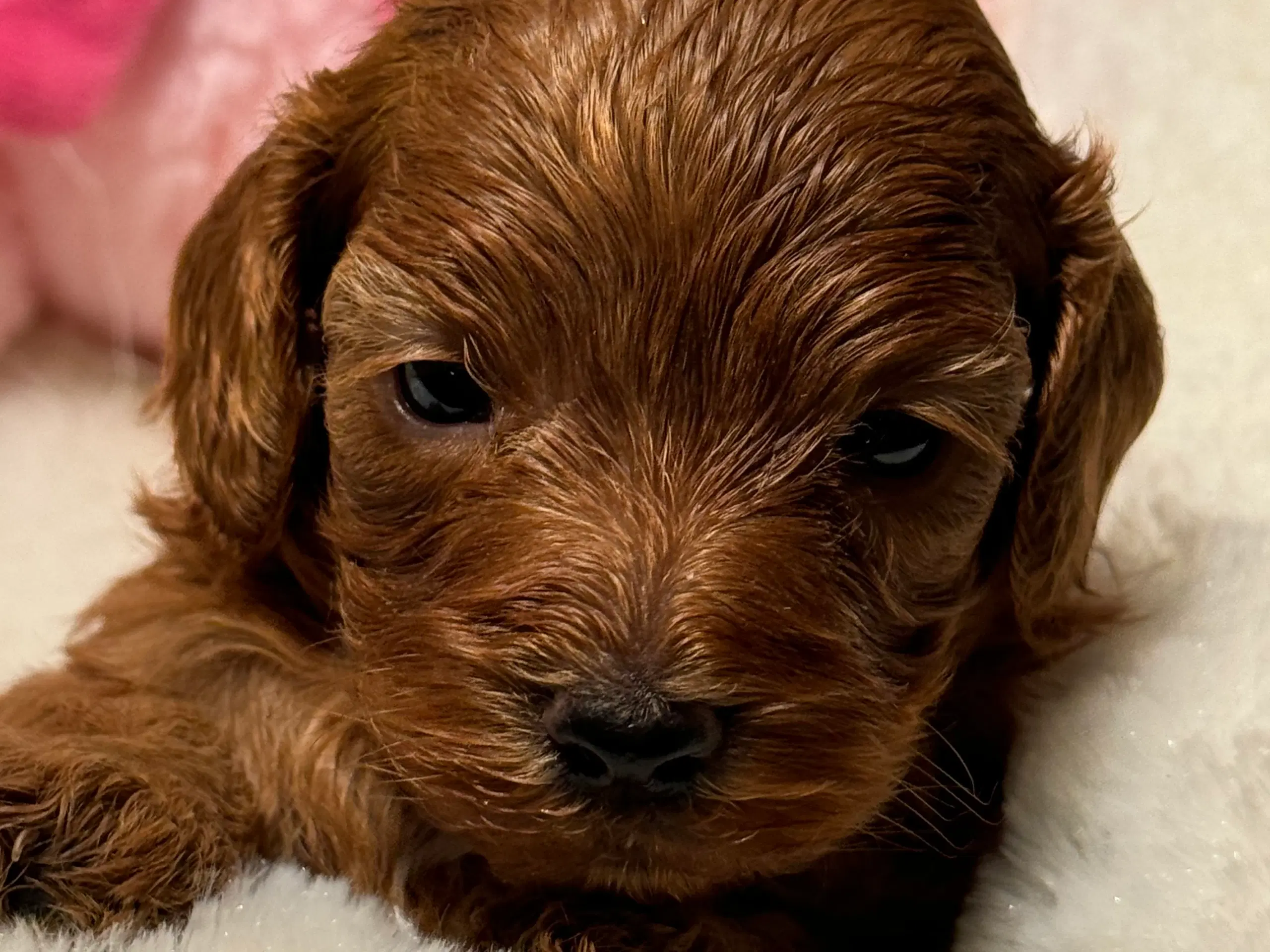 Maltipoo hvalp inden jul ??