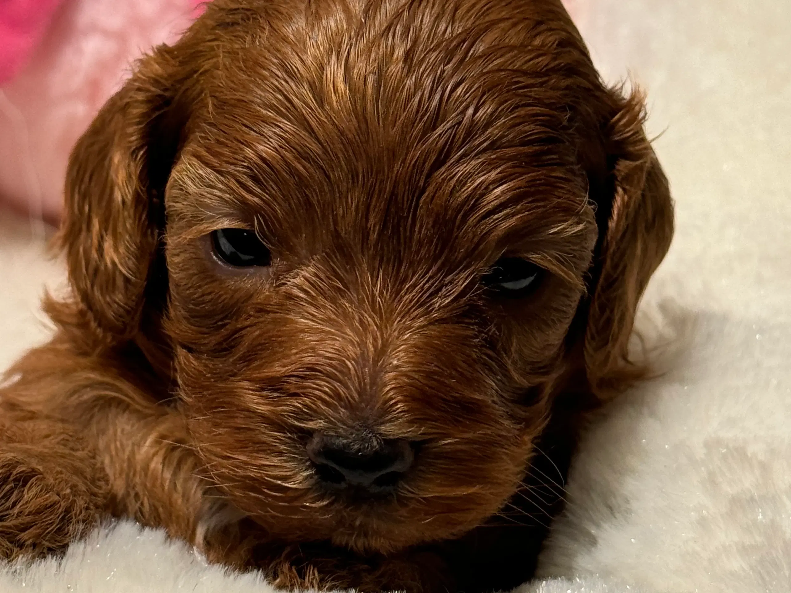 Maltipoo hvalp inden jul ??