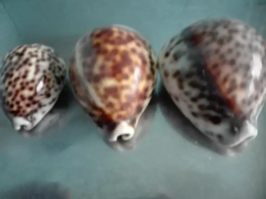 Konkylier ( Tiger Cowrie )  3 stk