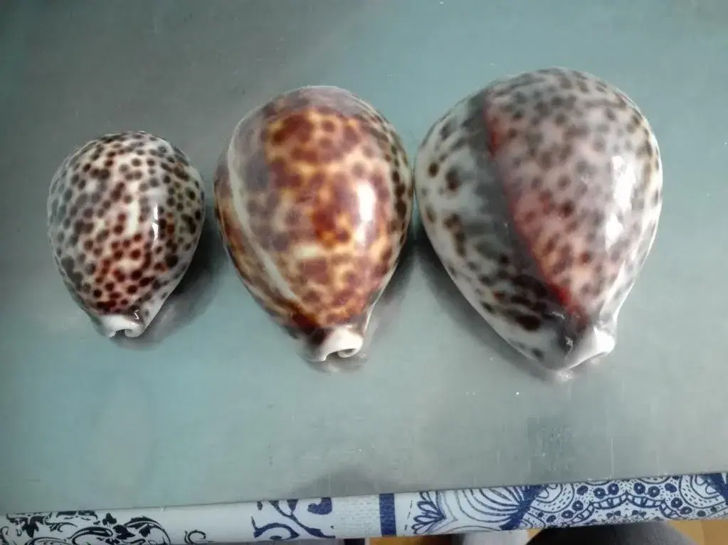 Konkylier ( Tiger Cowrie )  3 stk