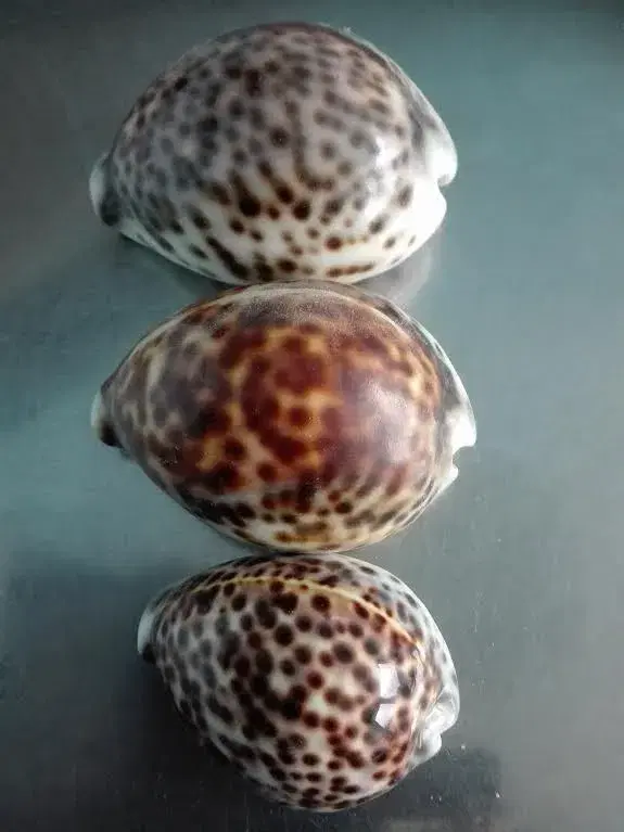 Konkylier ( Tiger Cowrie )  3 stk