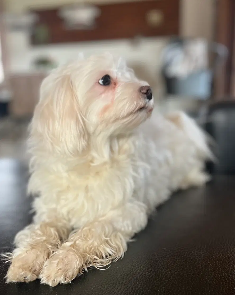 Maltipoo