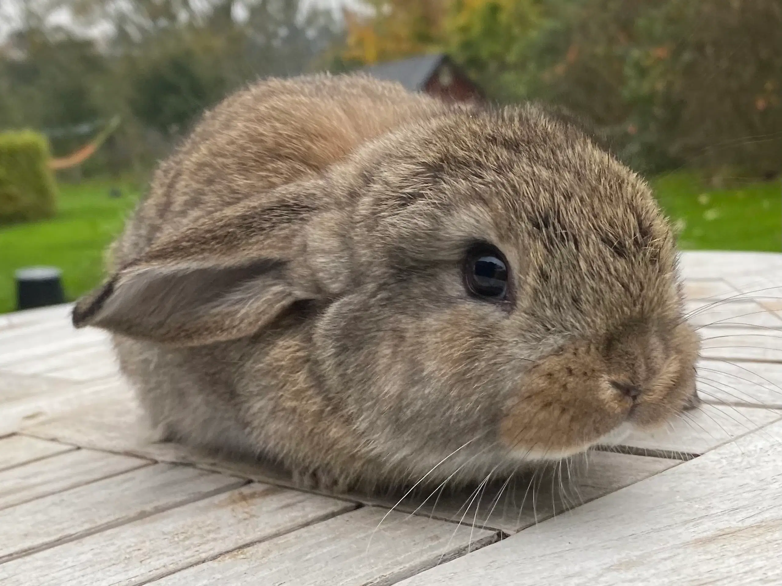 FRANSK VÆDDER HAN VILDTGRÅ