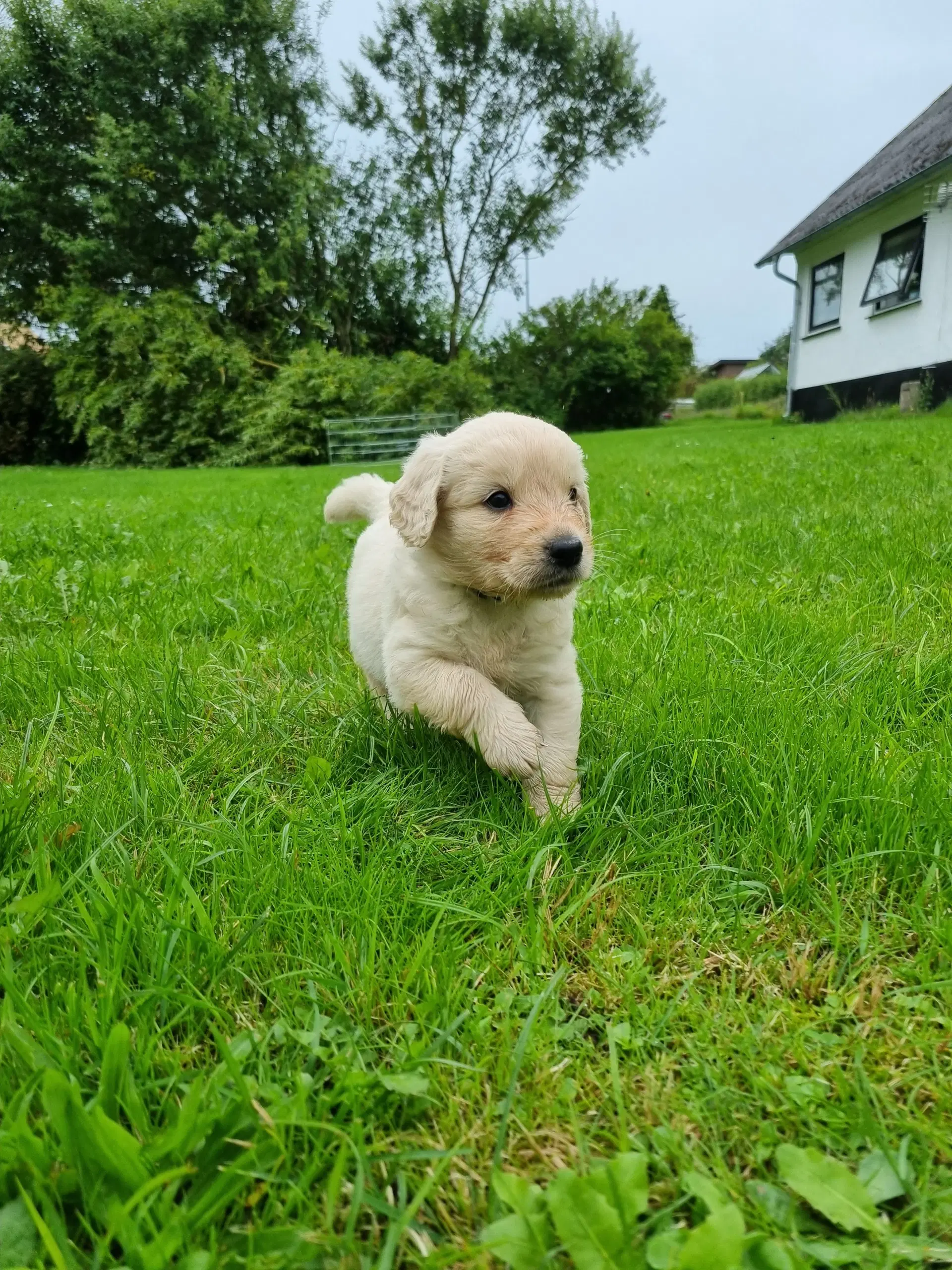 Smukke Golden Doodle hvalpe