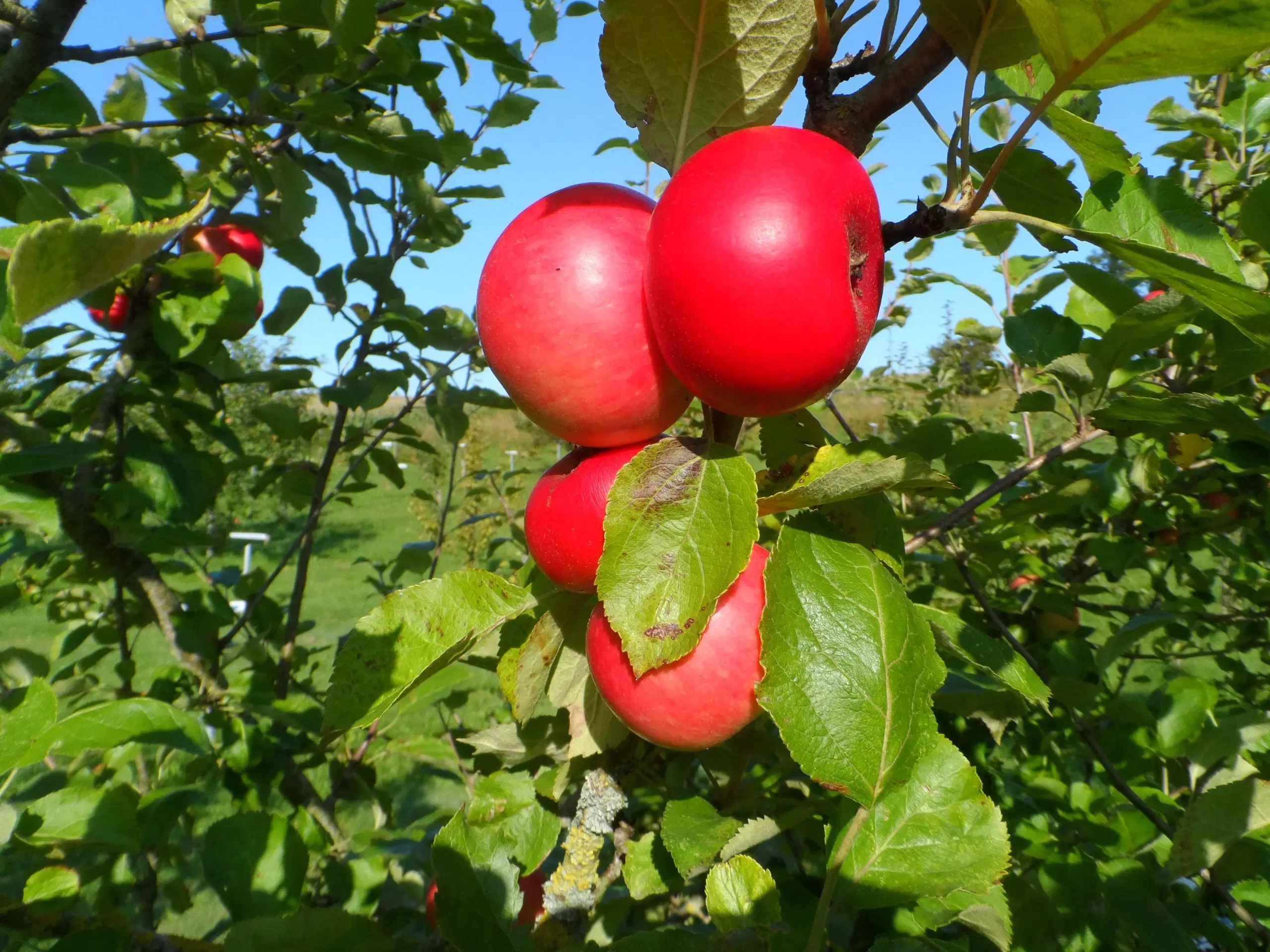 Flotte Cideræbletræer