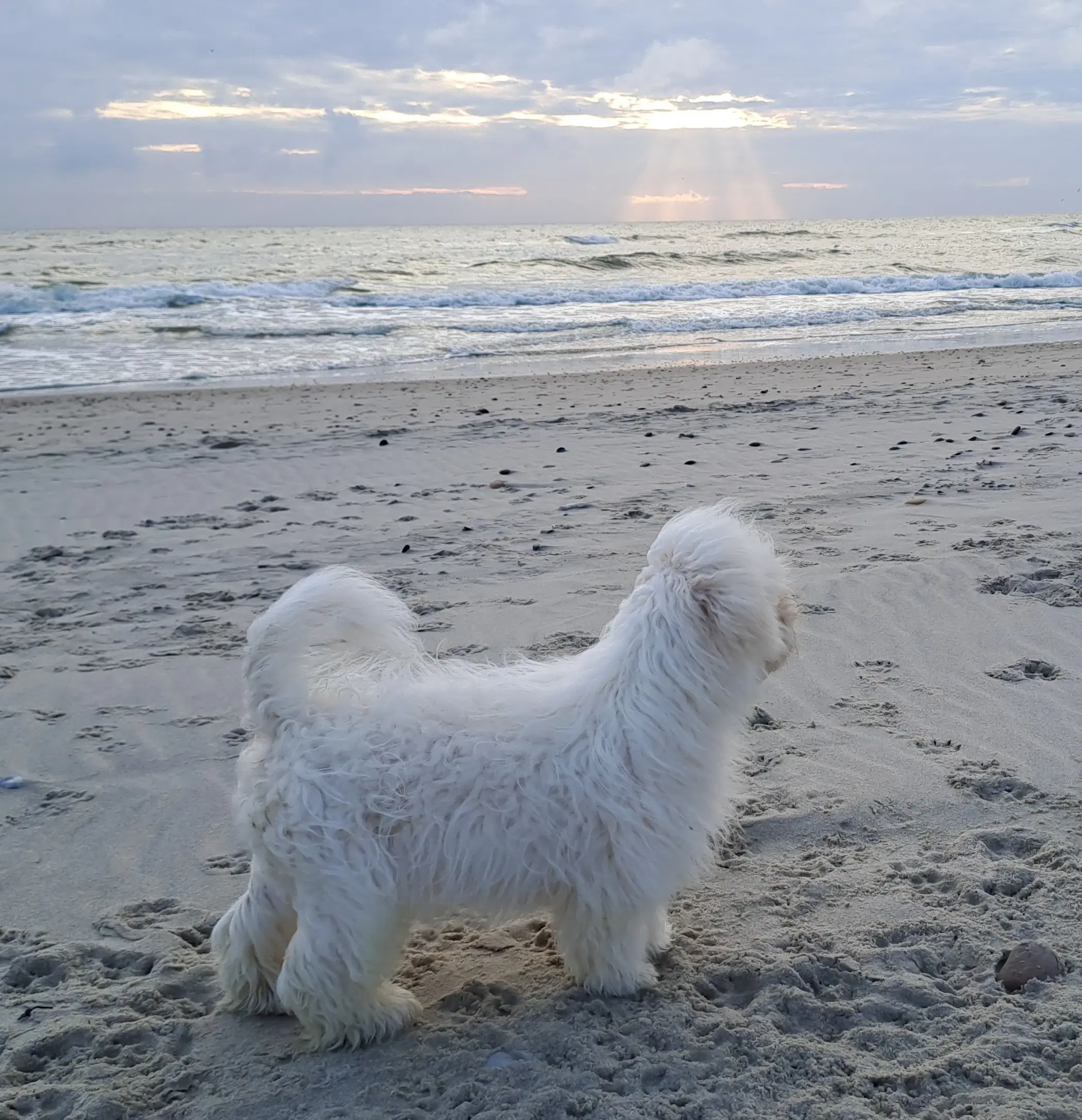 Livsglade coton de tulear hvalpe søger nye hjem