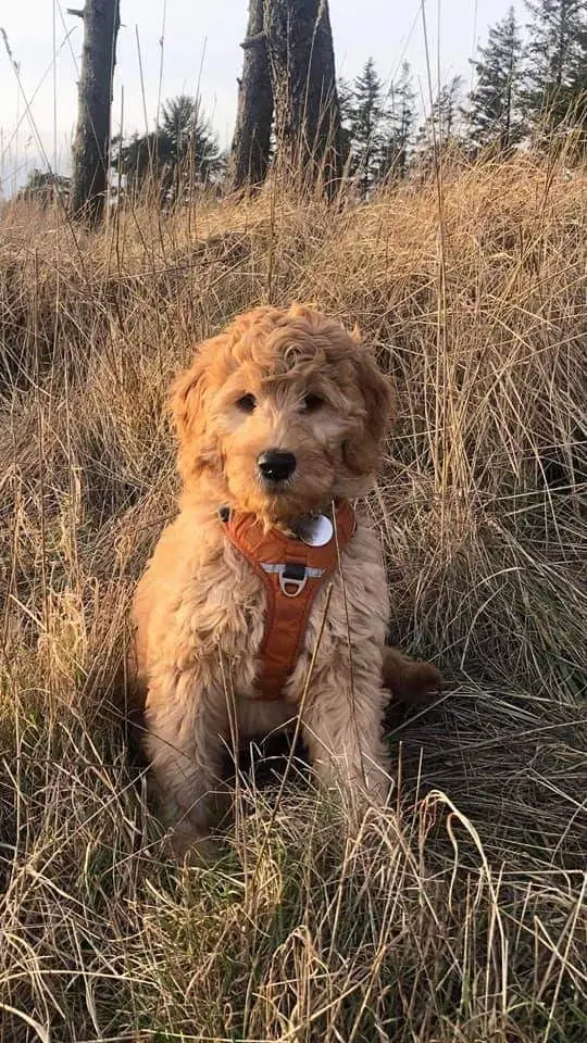 Goldendoodle hvalpe