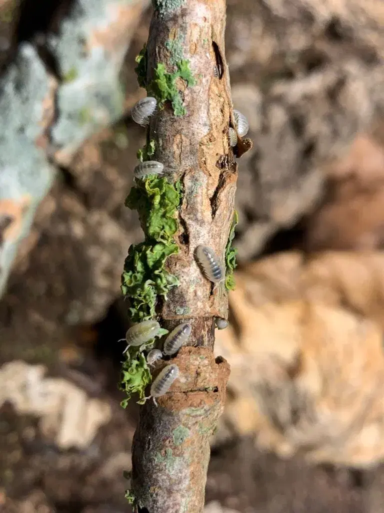 Armadillidium Magic Potion