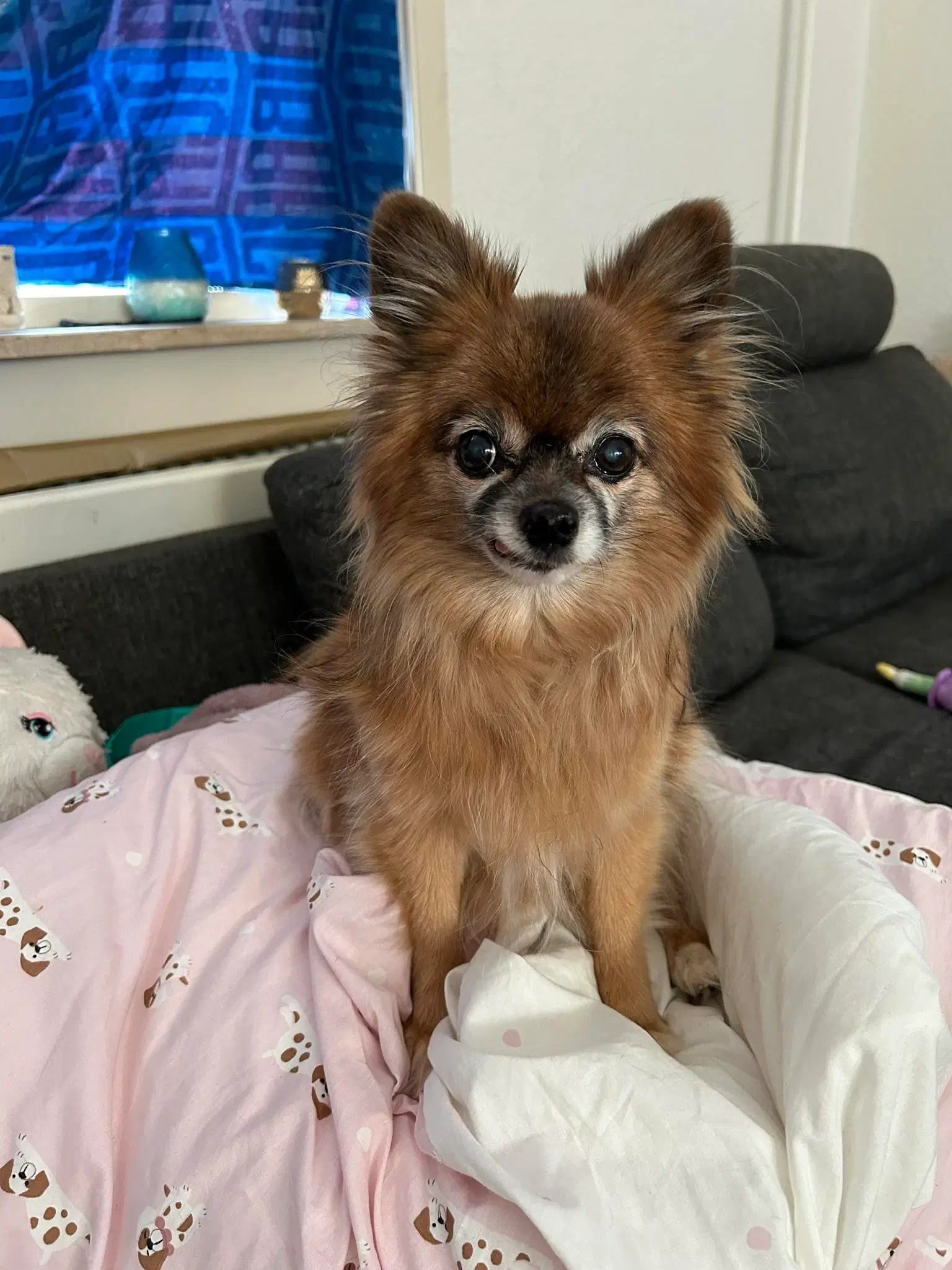 papillon og pomeranian creme farve hunde