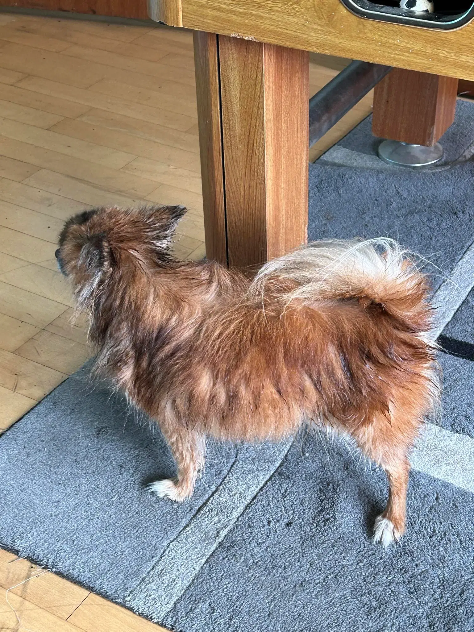 papillon og pomeranian creme farve hunde