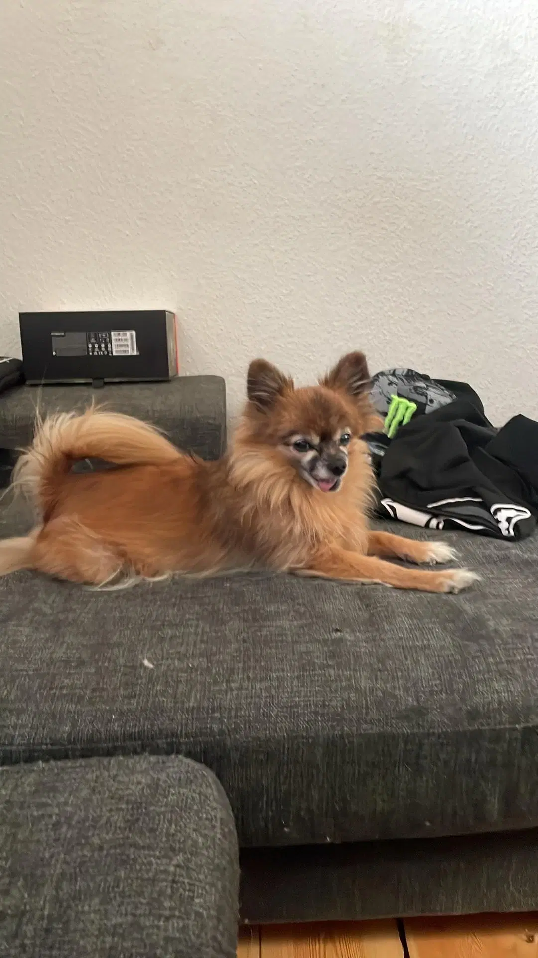 papillon og pomeranian creme farve hunde