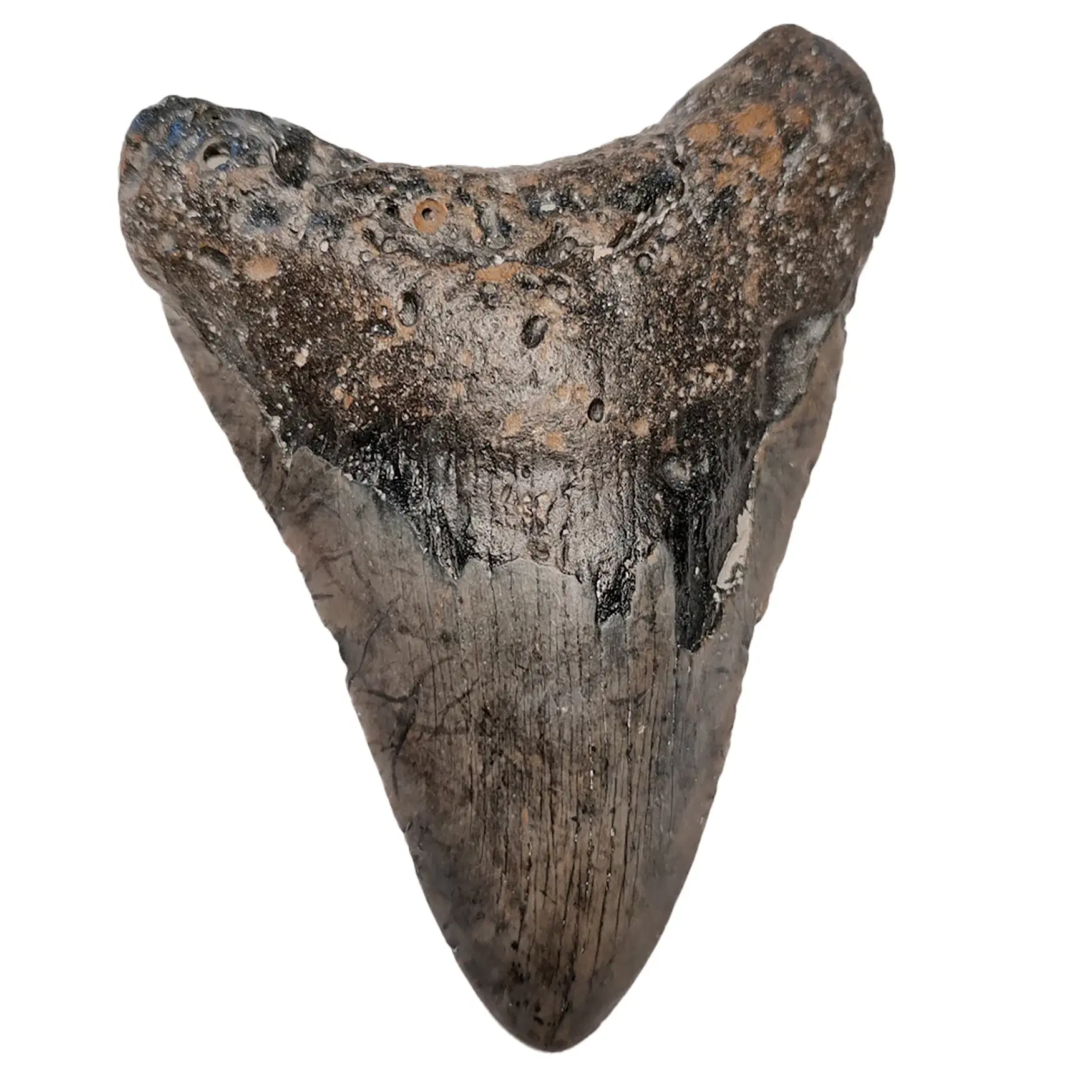 Megalodon tand 13 cm