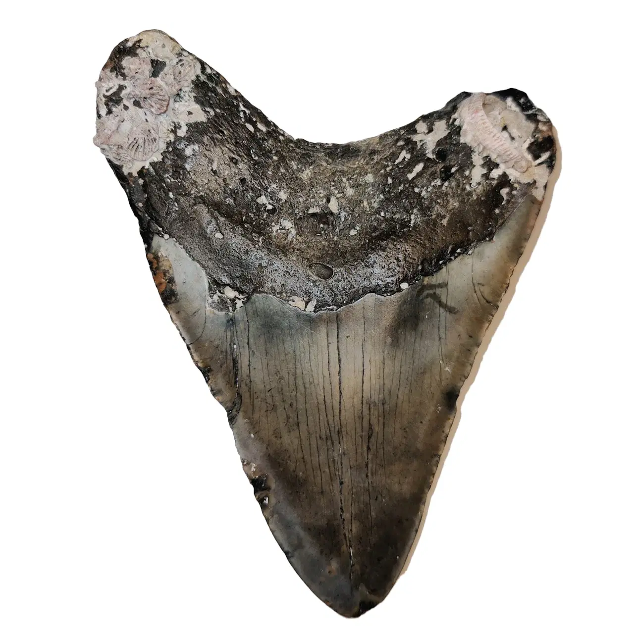 Megalodon tand 13 cm