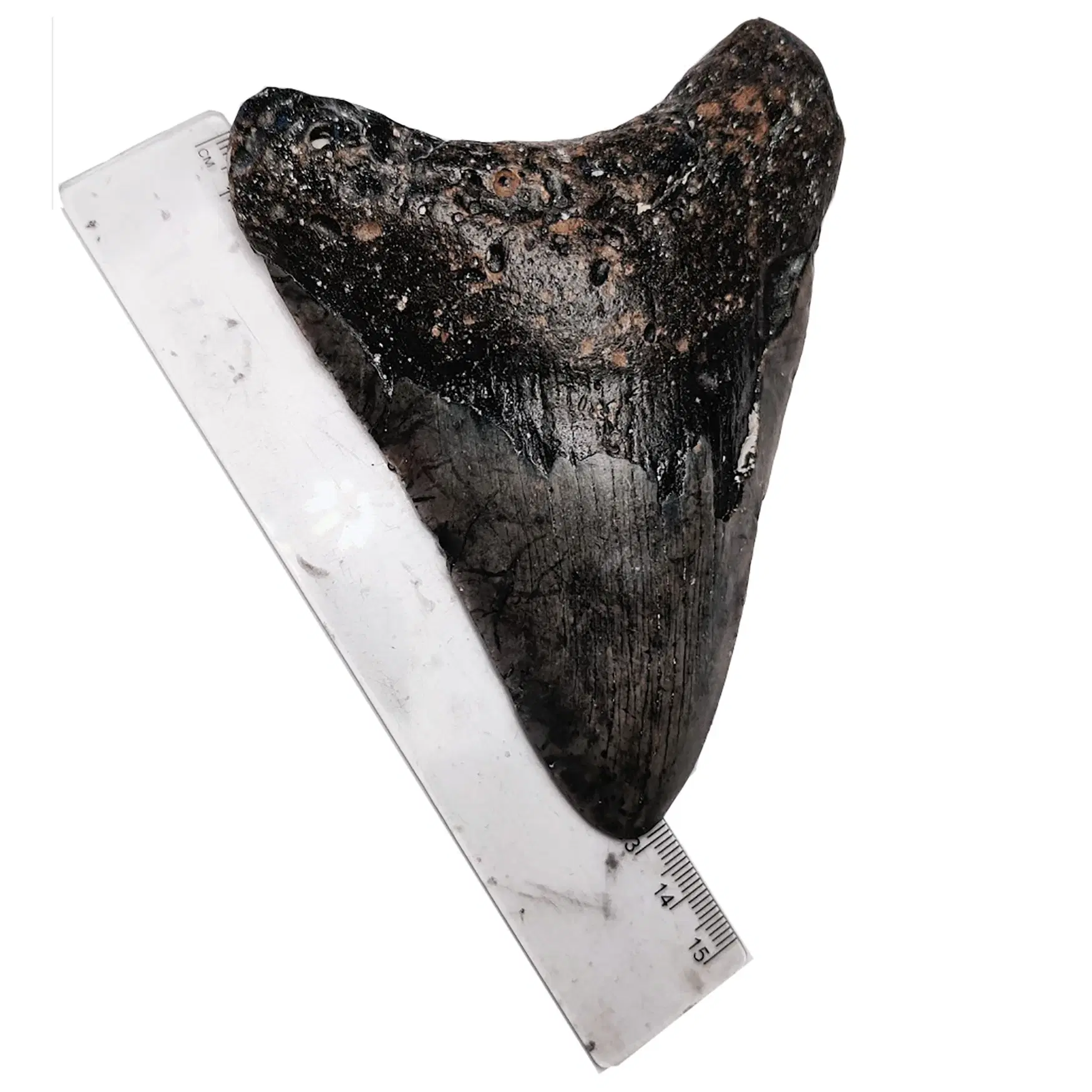 Megalodon tand 13 cm