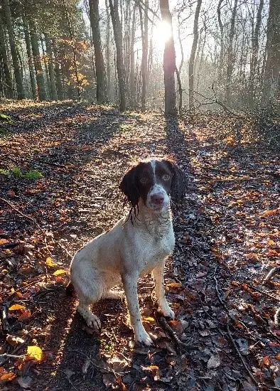 Jagtkammerat og/eller kærlig familiehund