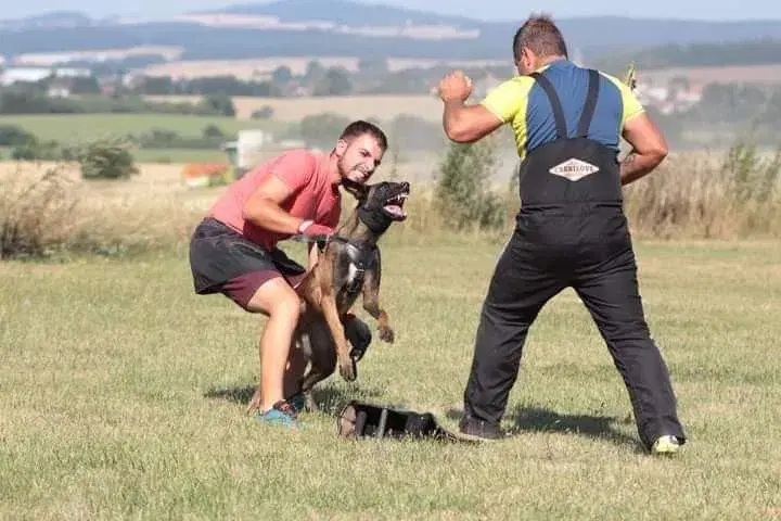 Belgian Shepherds Kennel