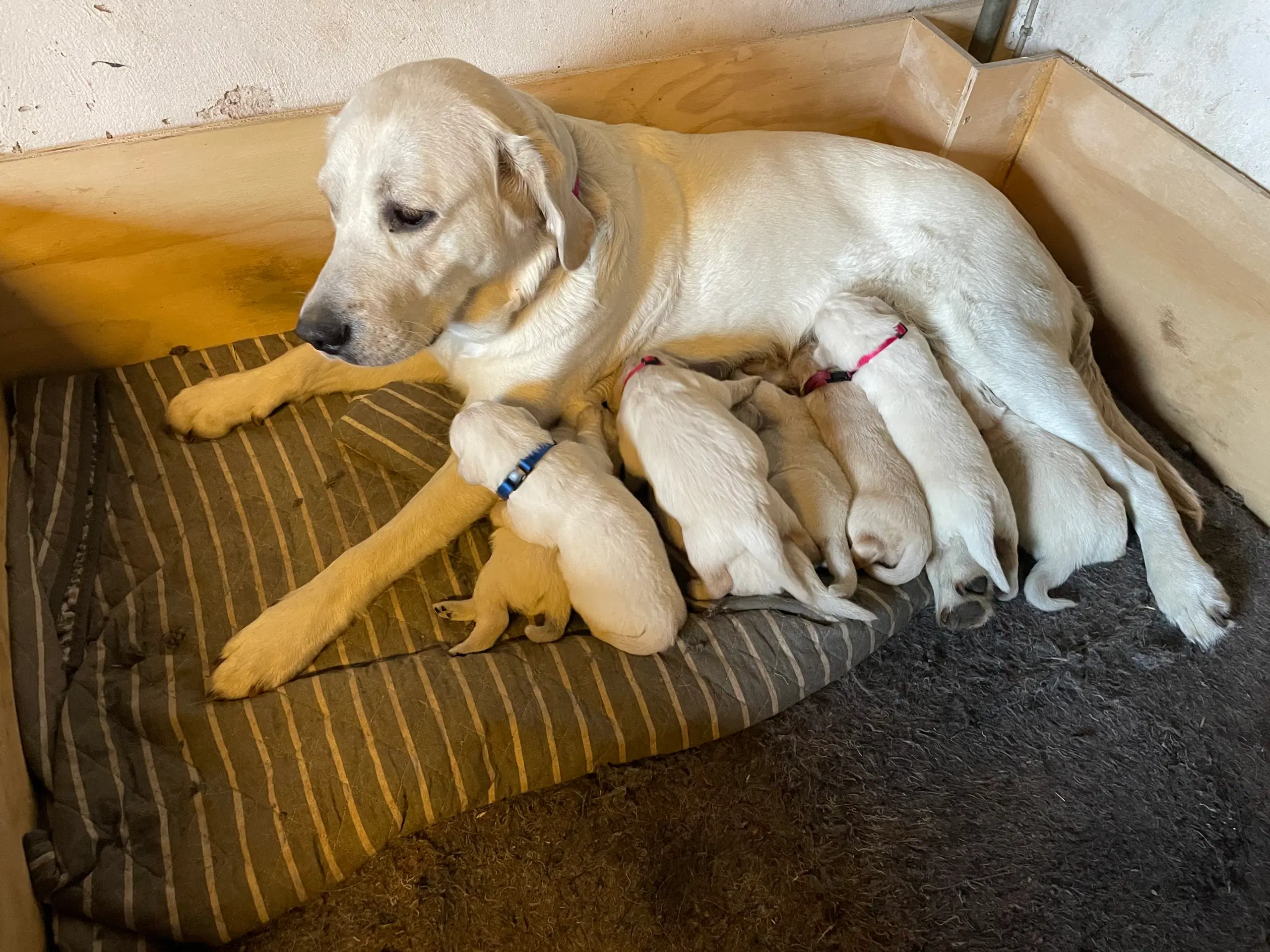 Labrador/ retriever