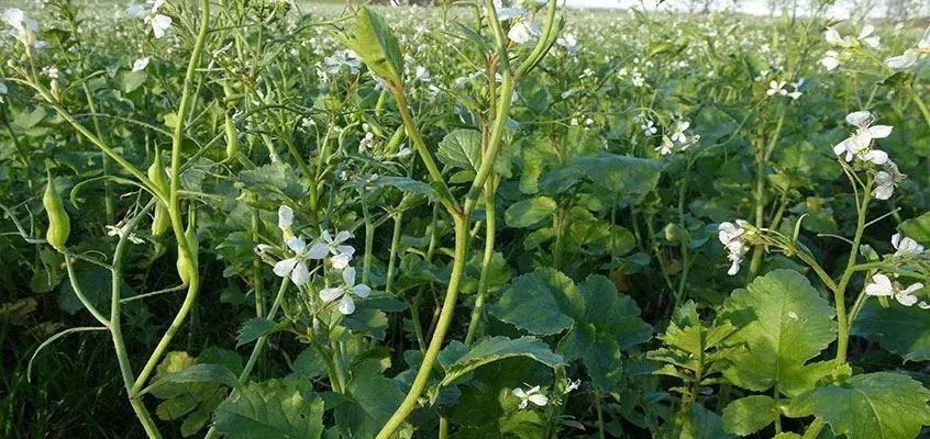 PAS PÅ NATUREN med smukke blomster -så nu!