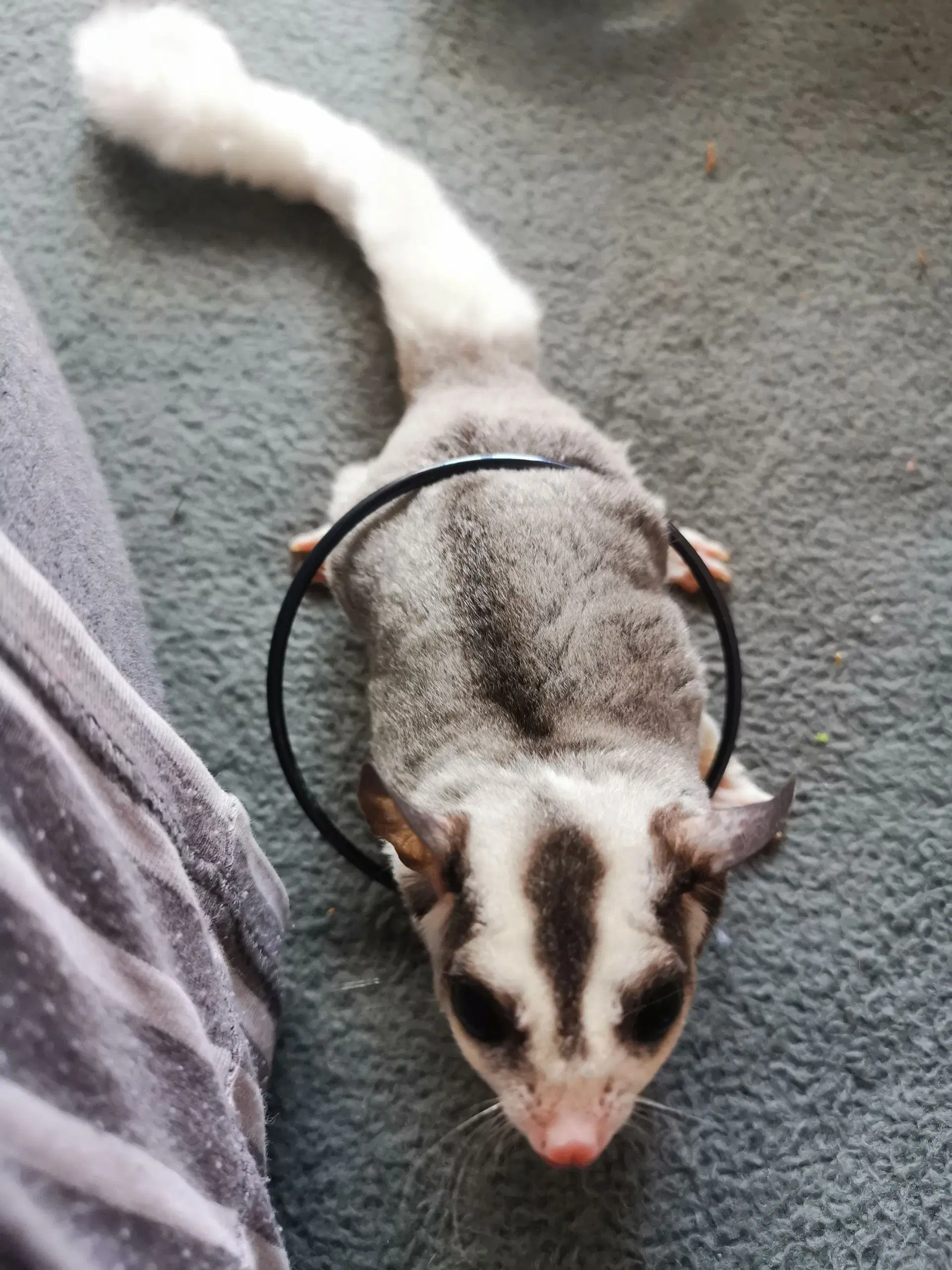 Sugarglider