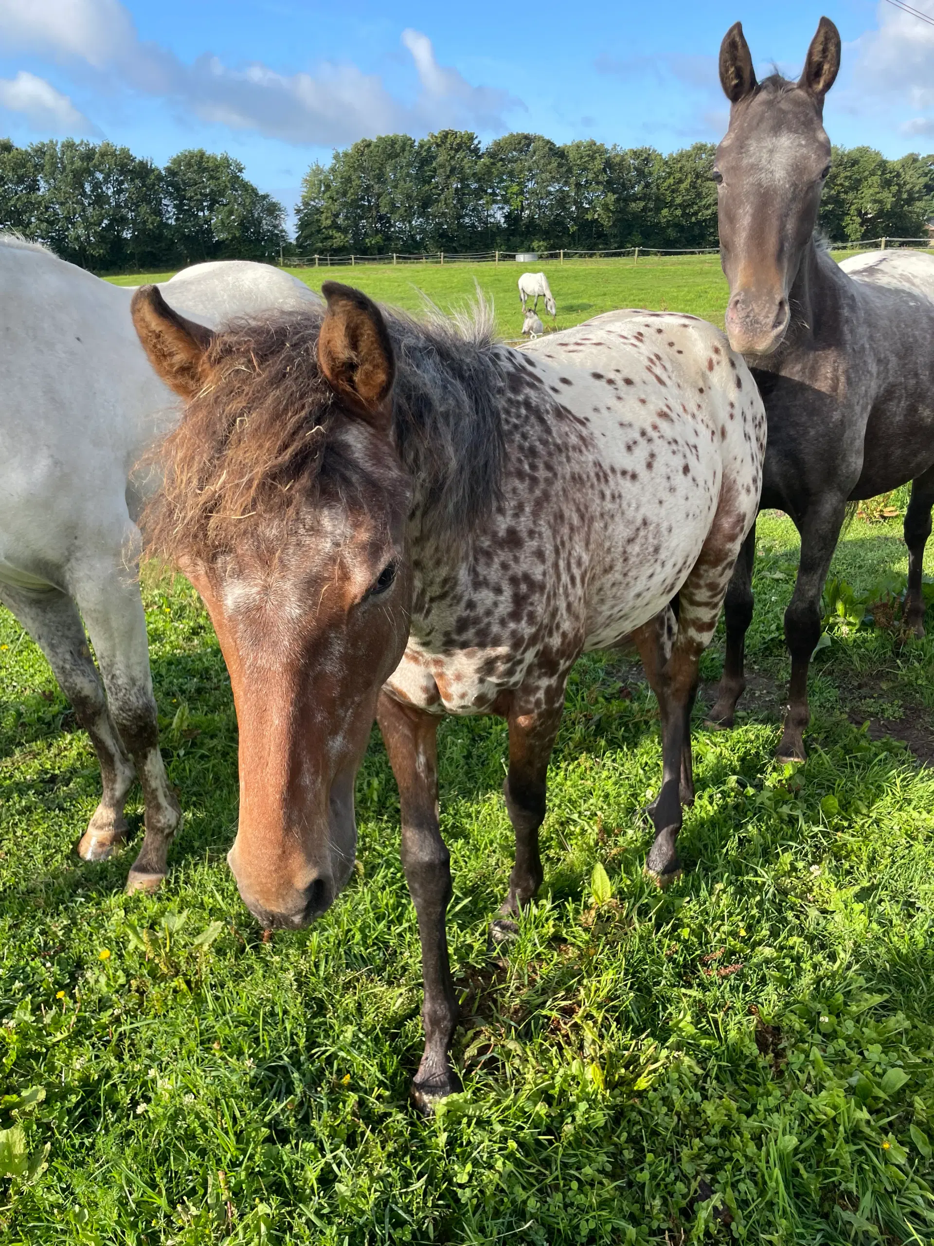 Knabstrupper pony føl