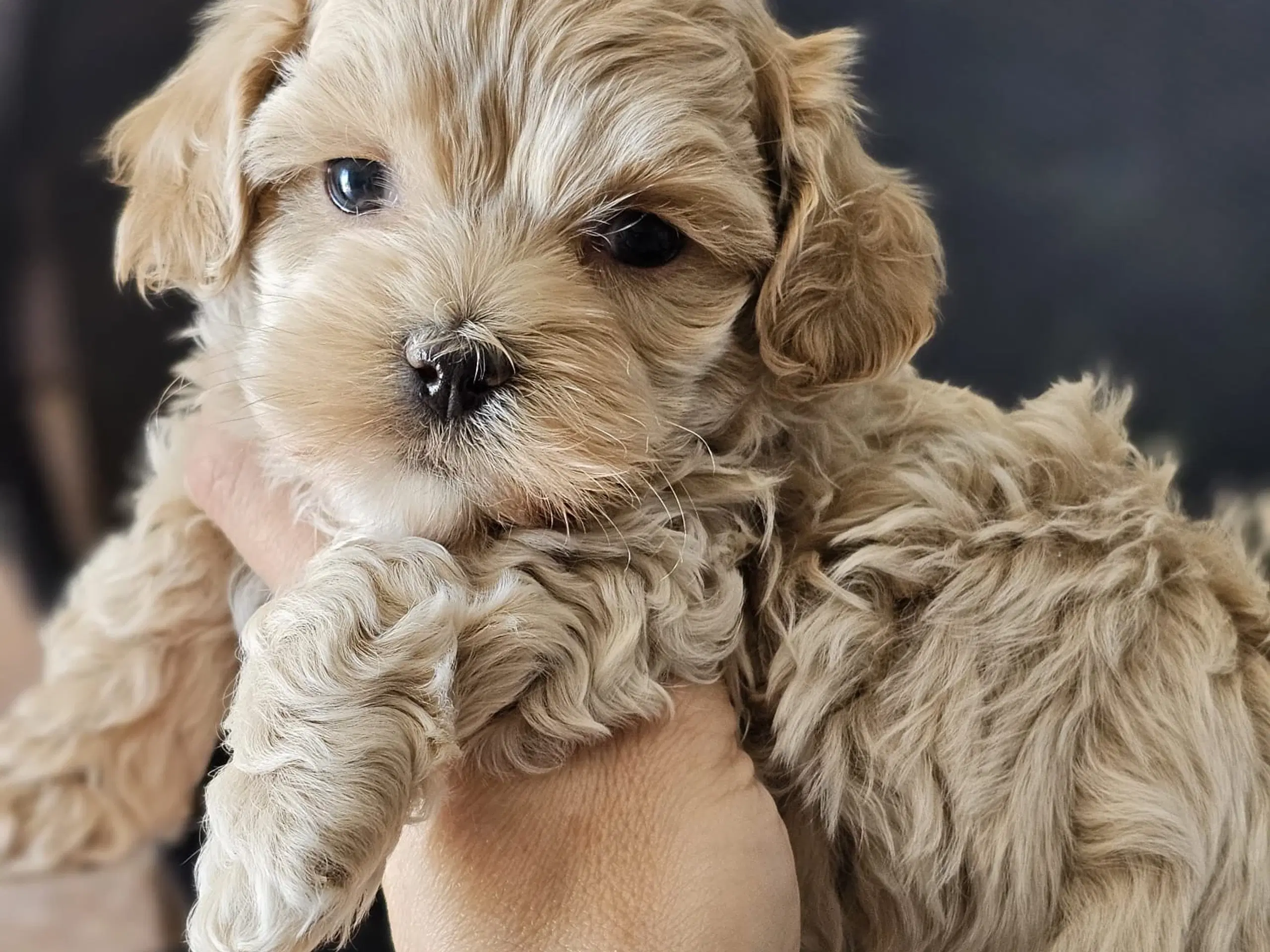 Mini maltipoo