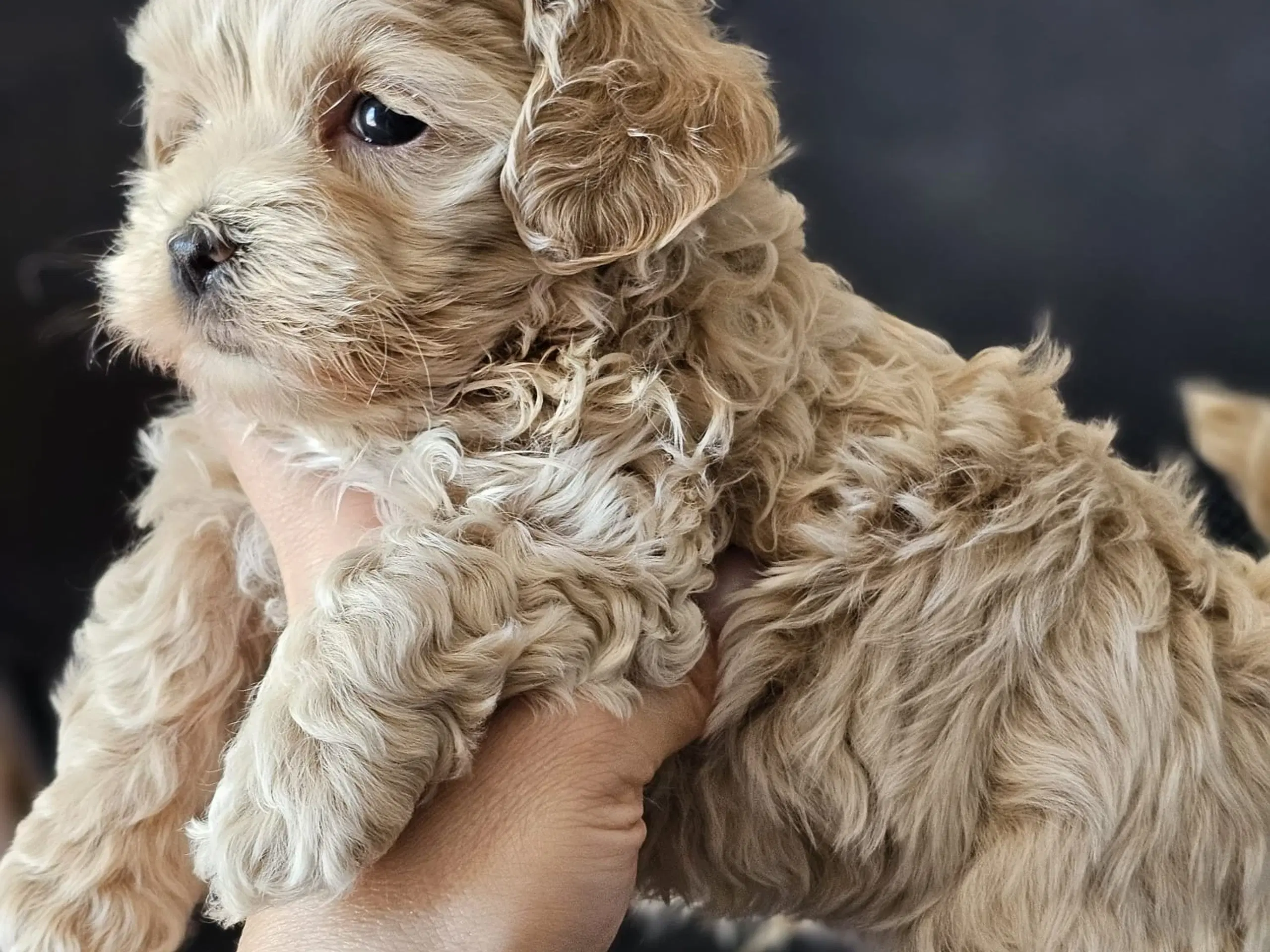 Mini maltipoo