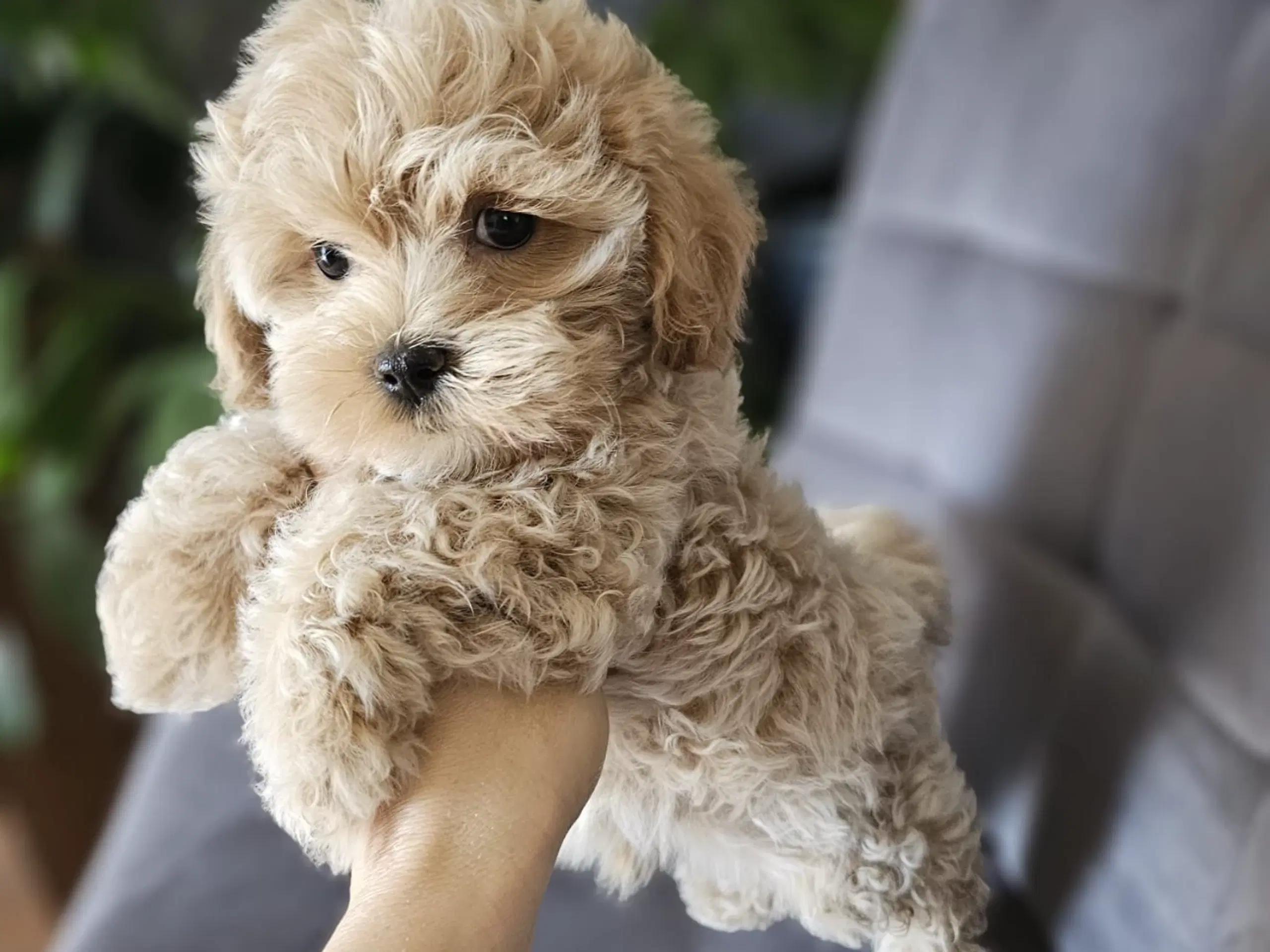 Mini maltipoo