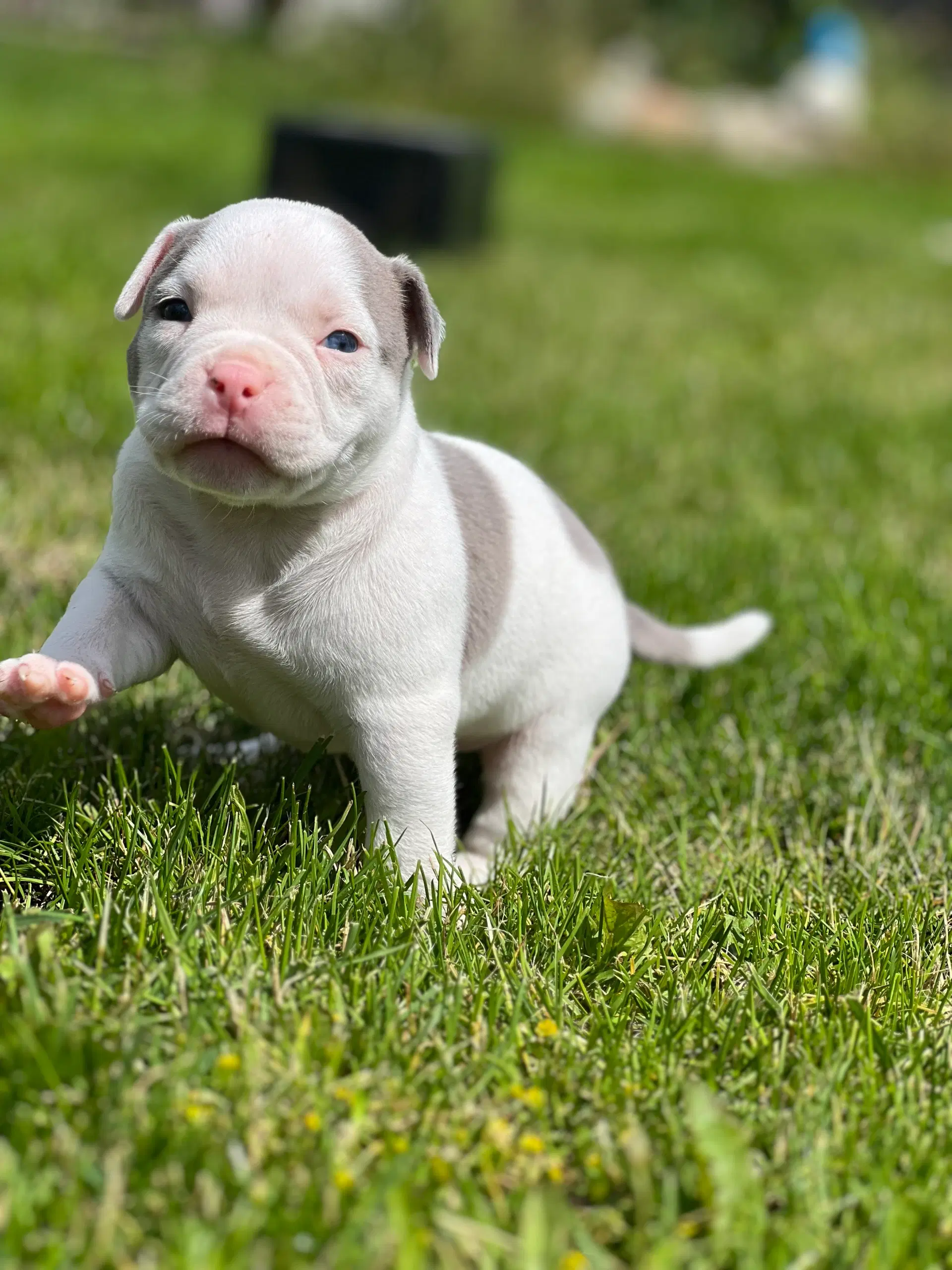 American bully pocket Hanhvalpe