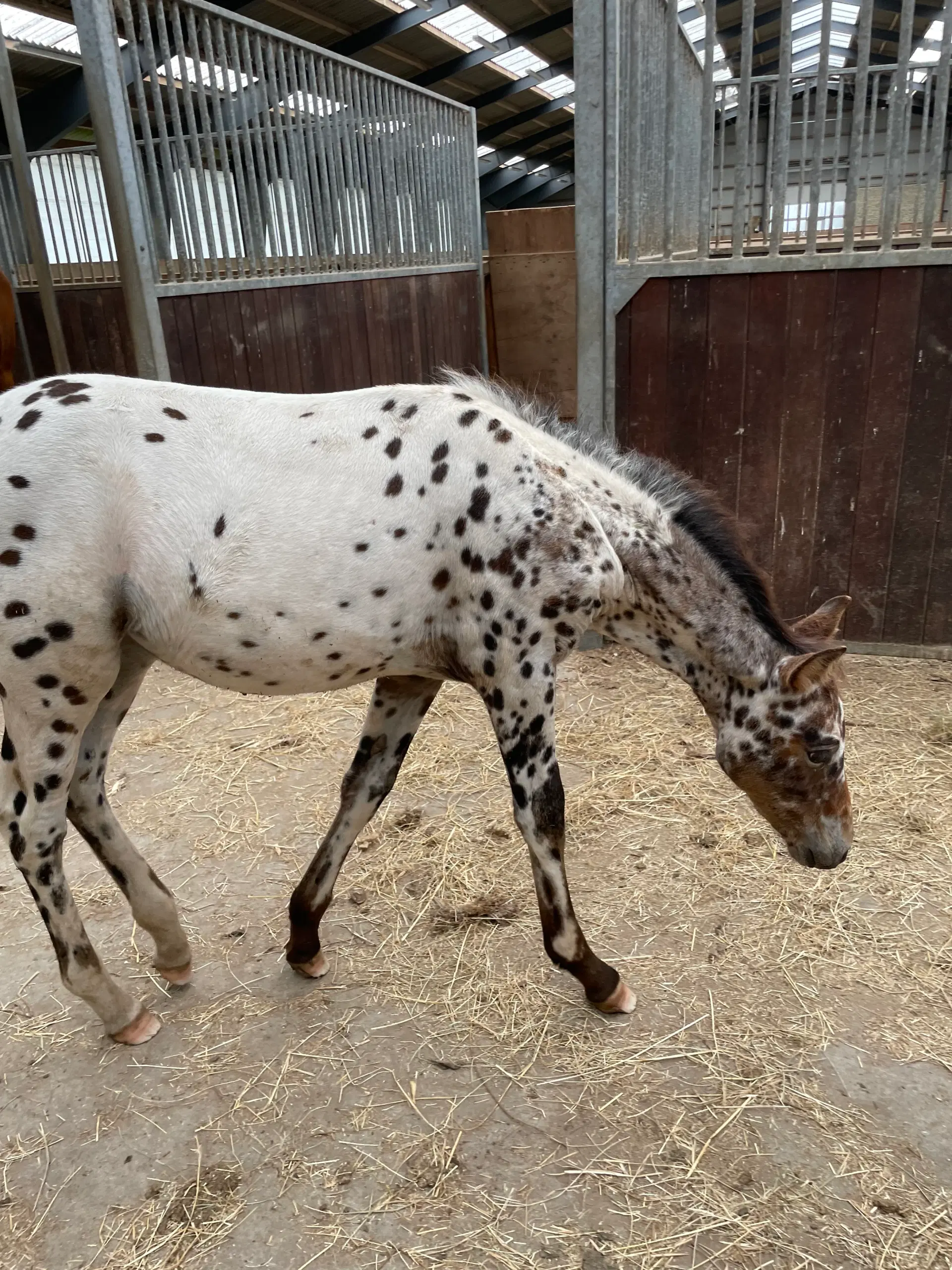 Knabstrupper pony føl