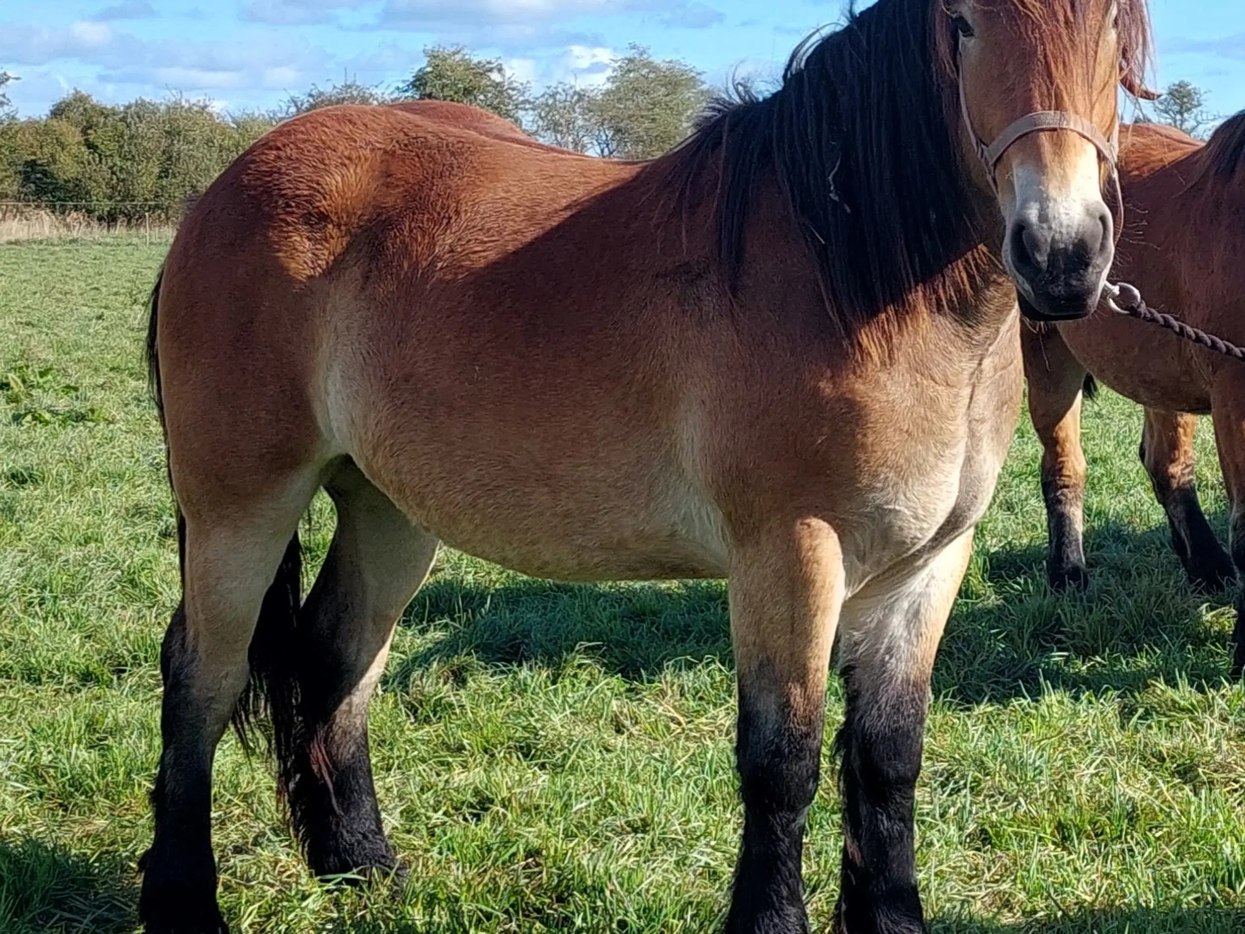 2 års belgier hoppe