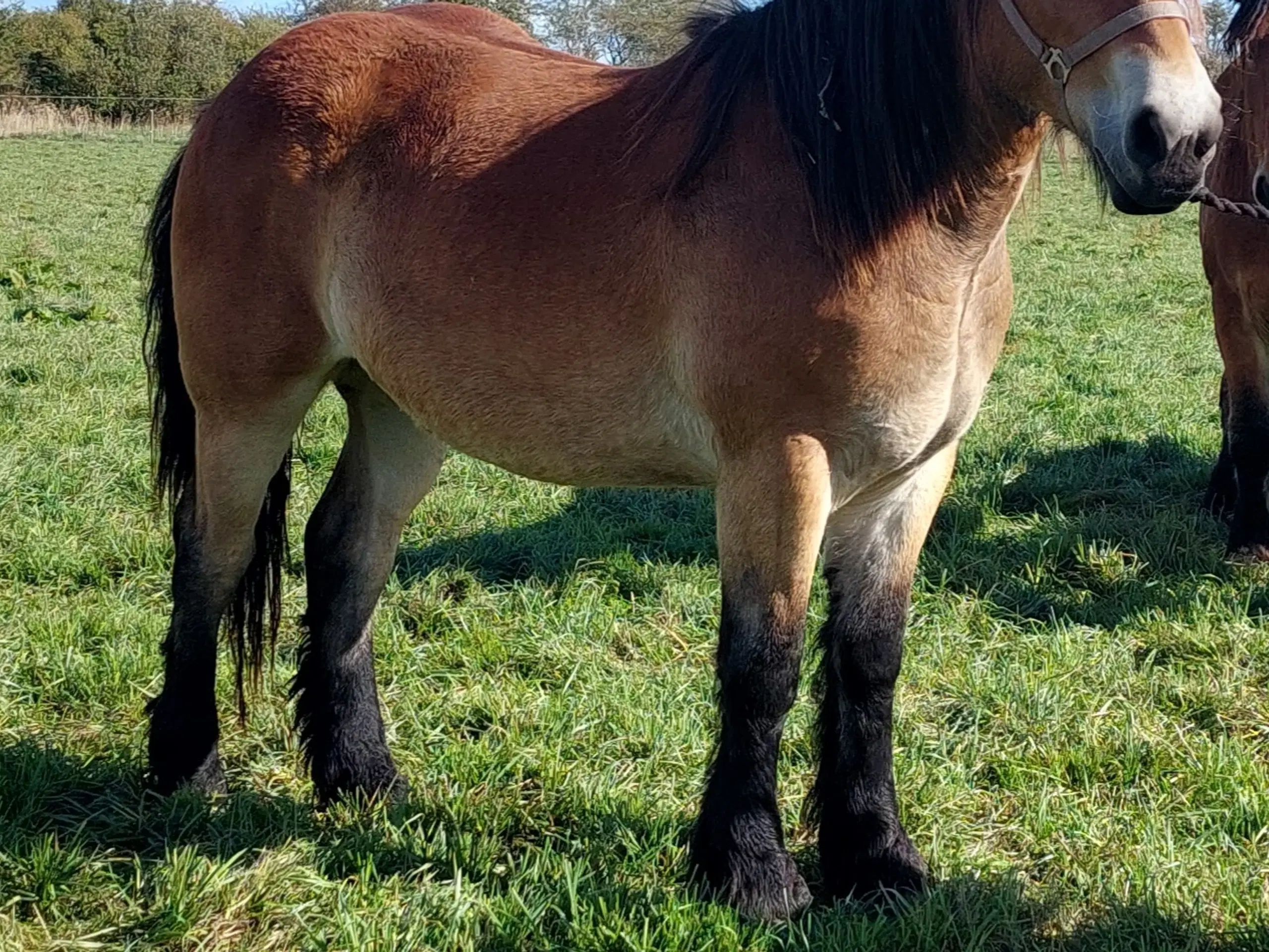 2 års belgier hoppe