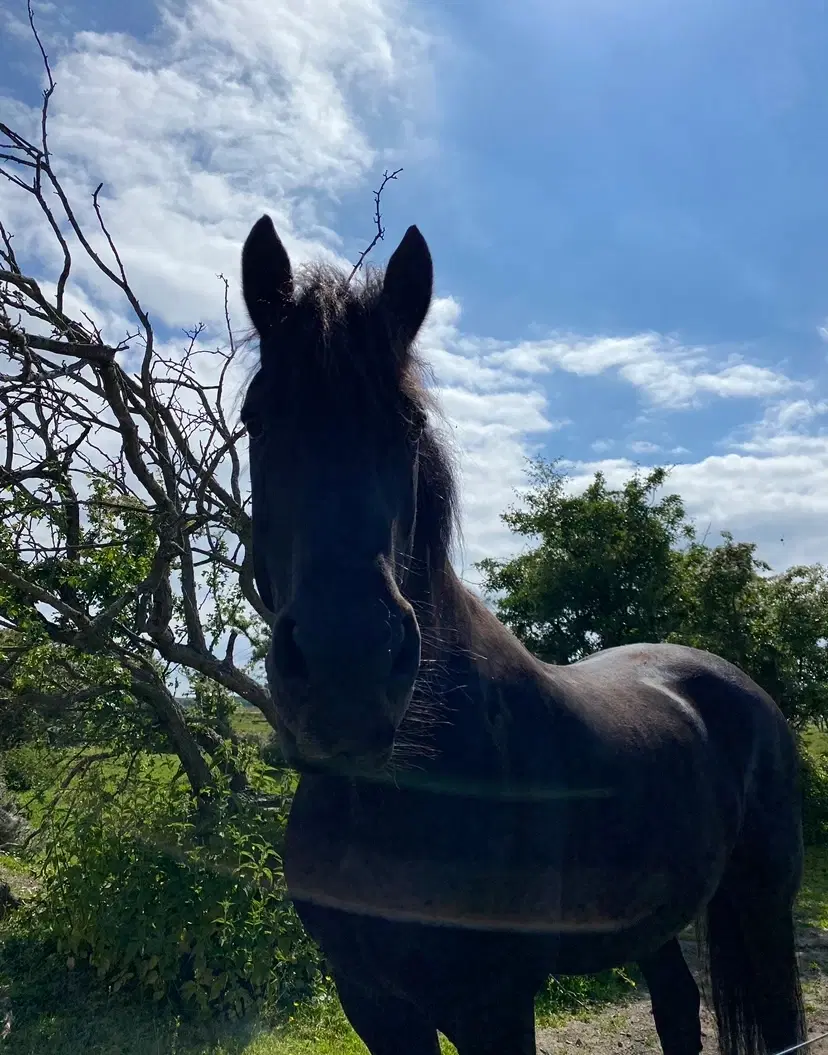 Søger hest/pony