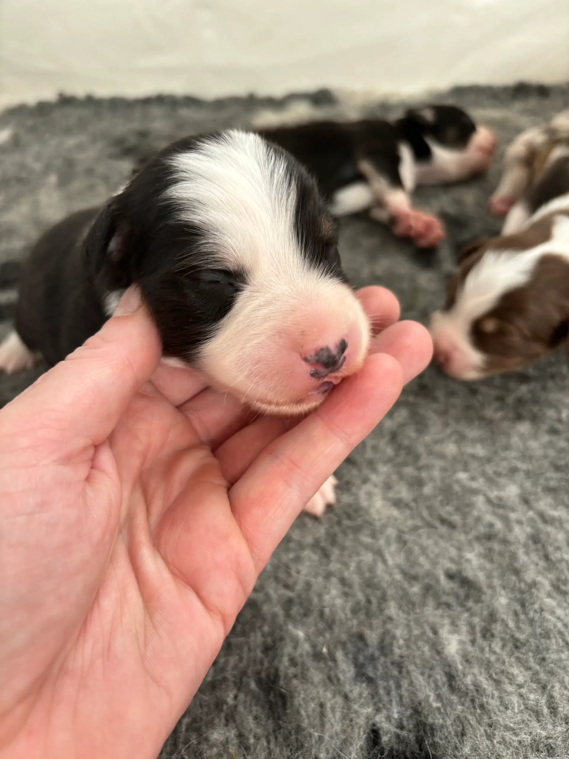 Australian shepherd hvalp Aussie