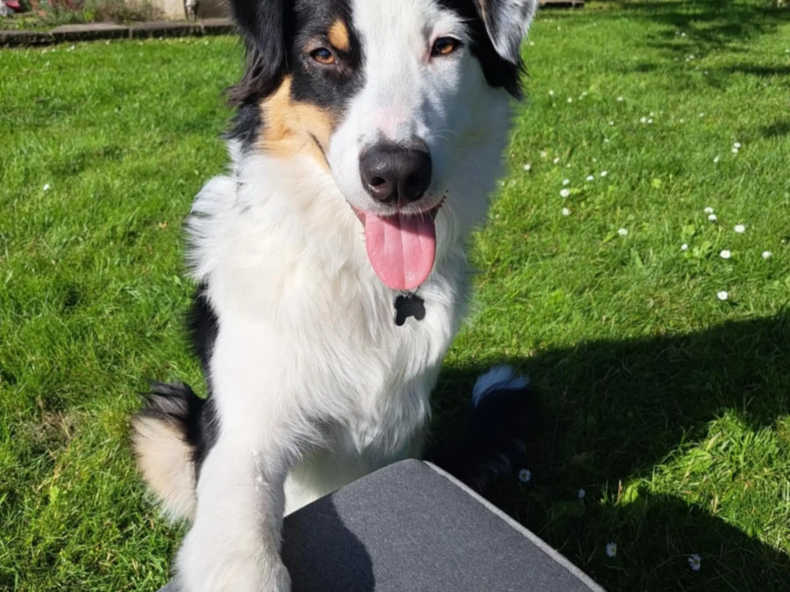 Australian Shepherd sælges