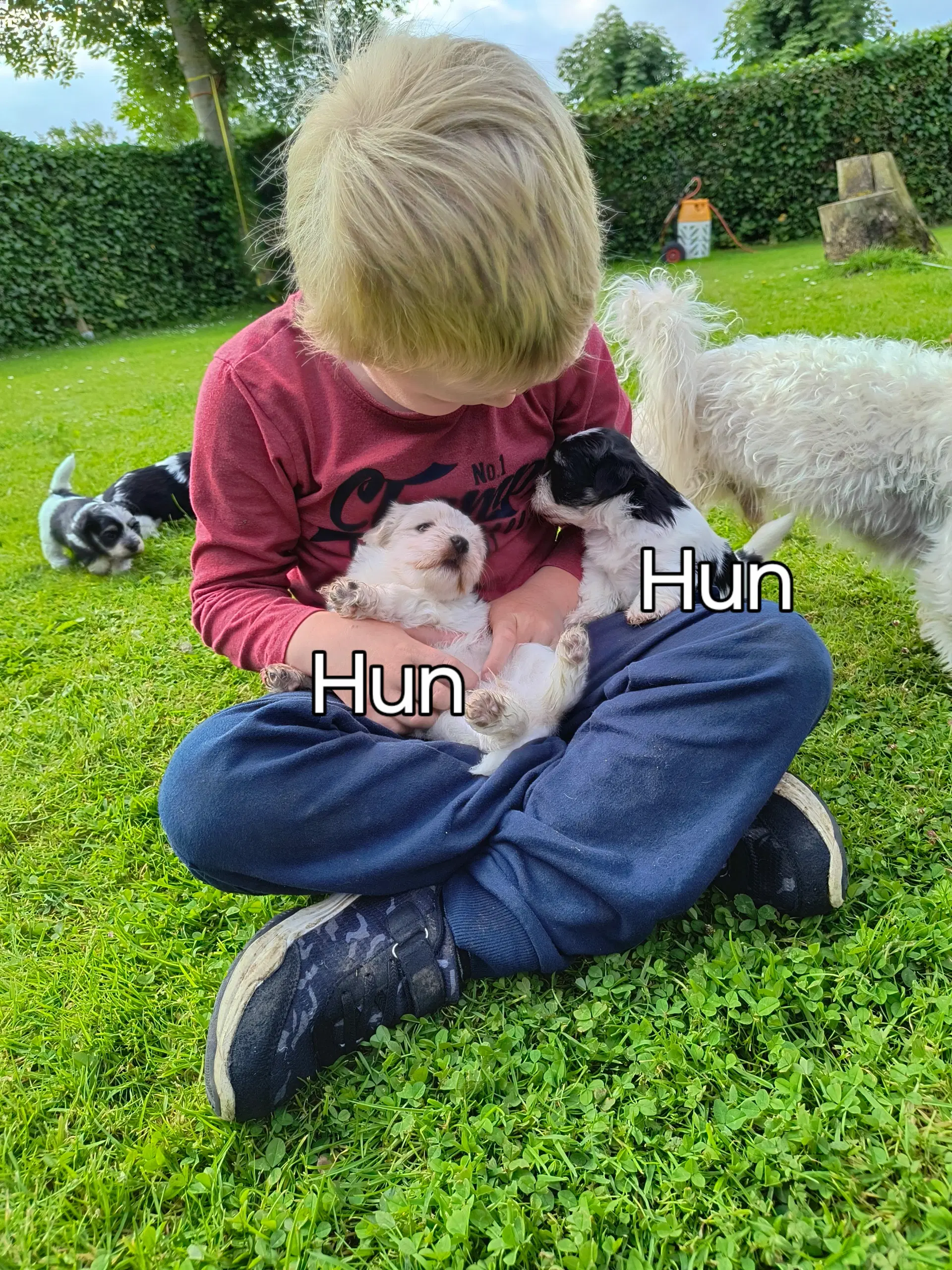 Coton de tulear /malteser hvalpe