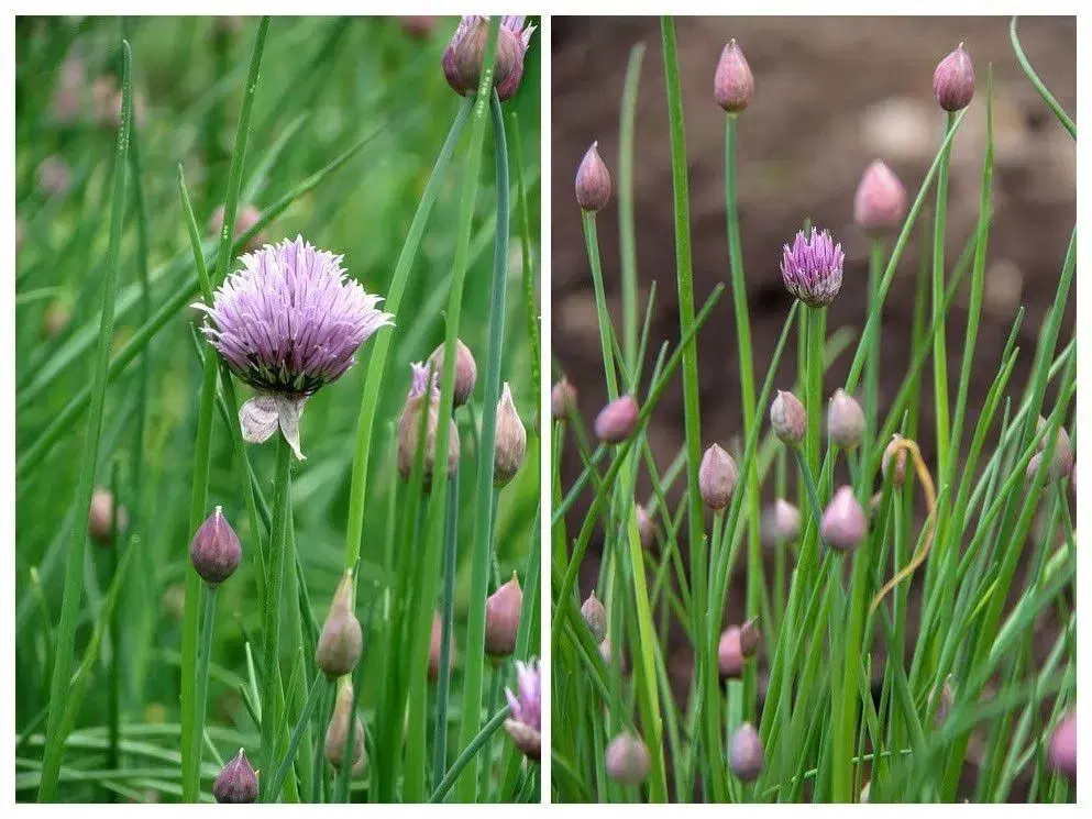 PAS PÅ NATUREN med smukke blomster -så nu!